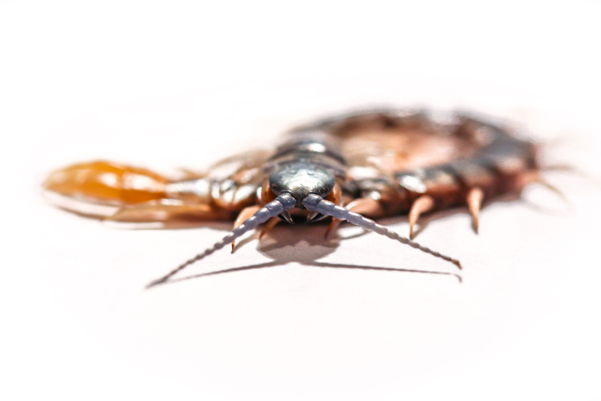 Canon EOS M sample photo. The centipede photography