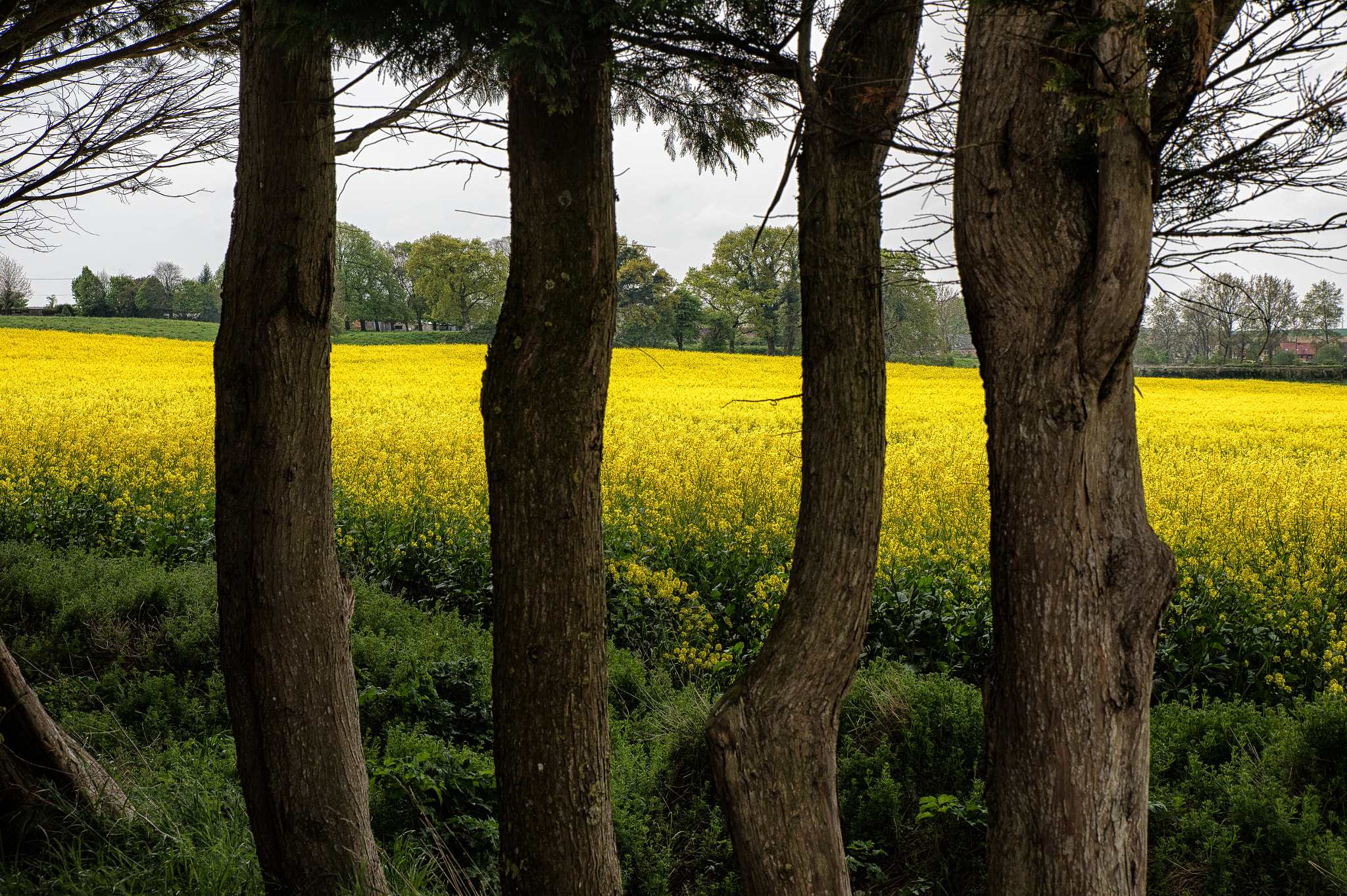 Nikon D4 sample photo. Bewerkt photography