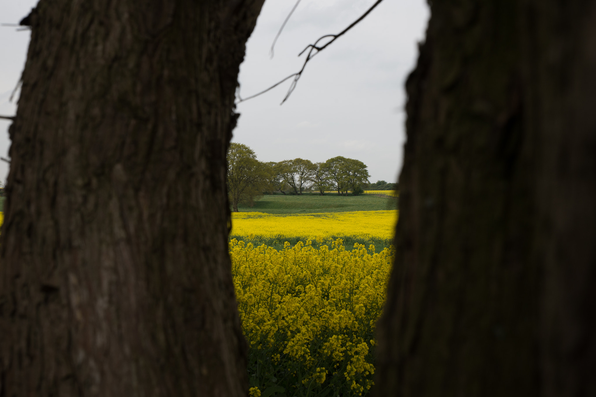 Nikon D4 sample photo. Bewerkt photography