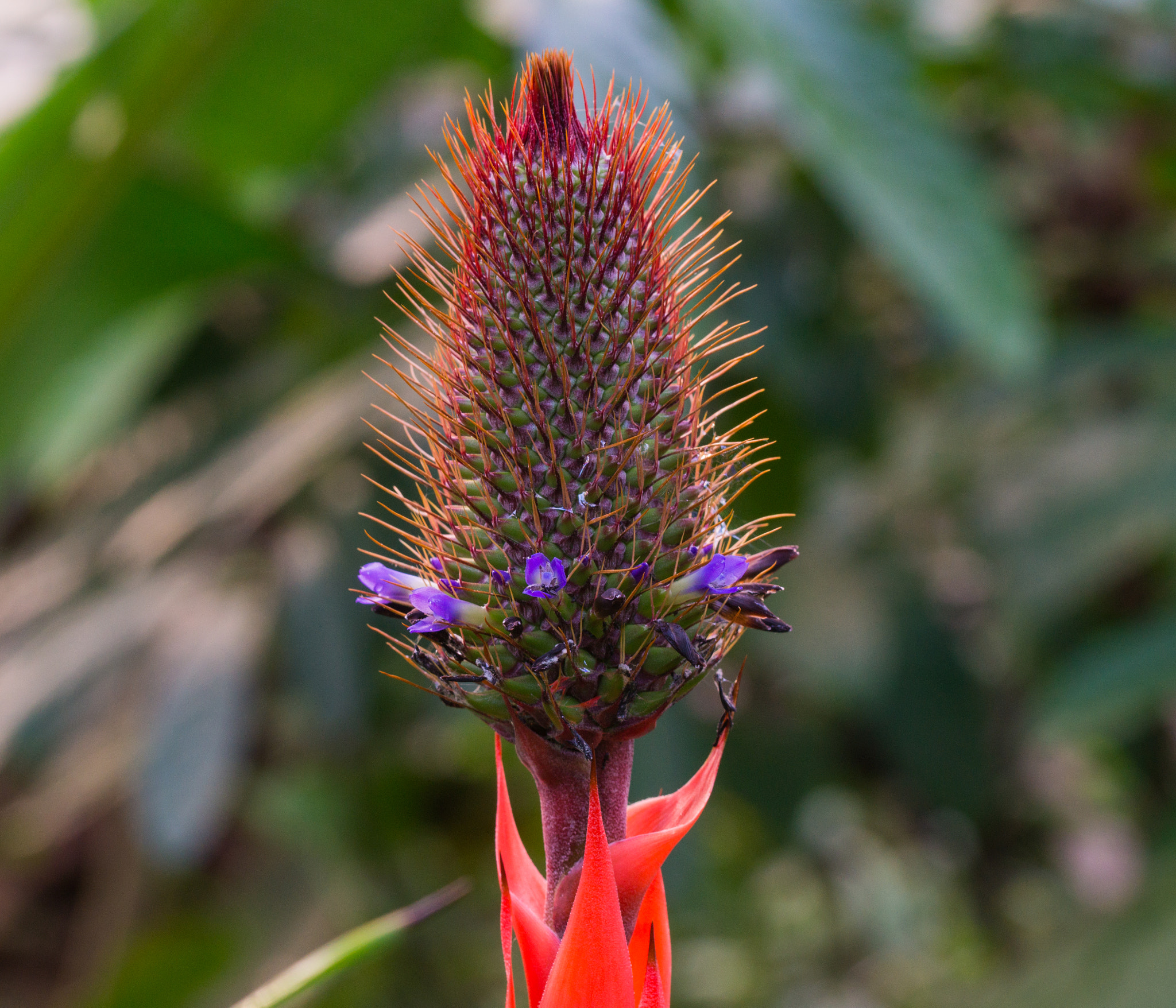 Sony SLT-A58 + 90mm F2.8 Macro SSM sample photo