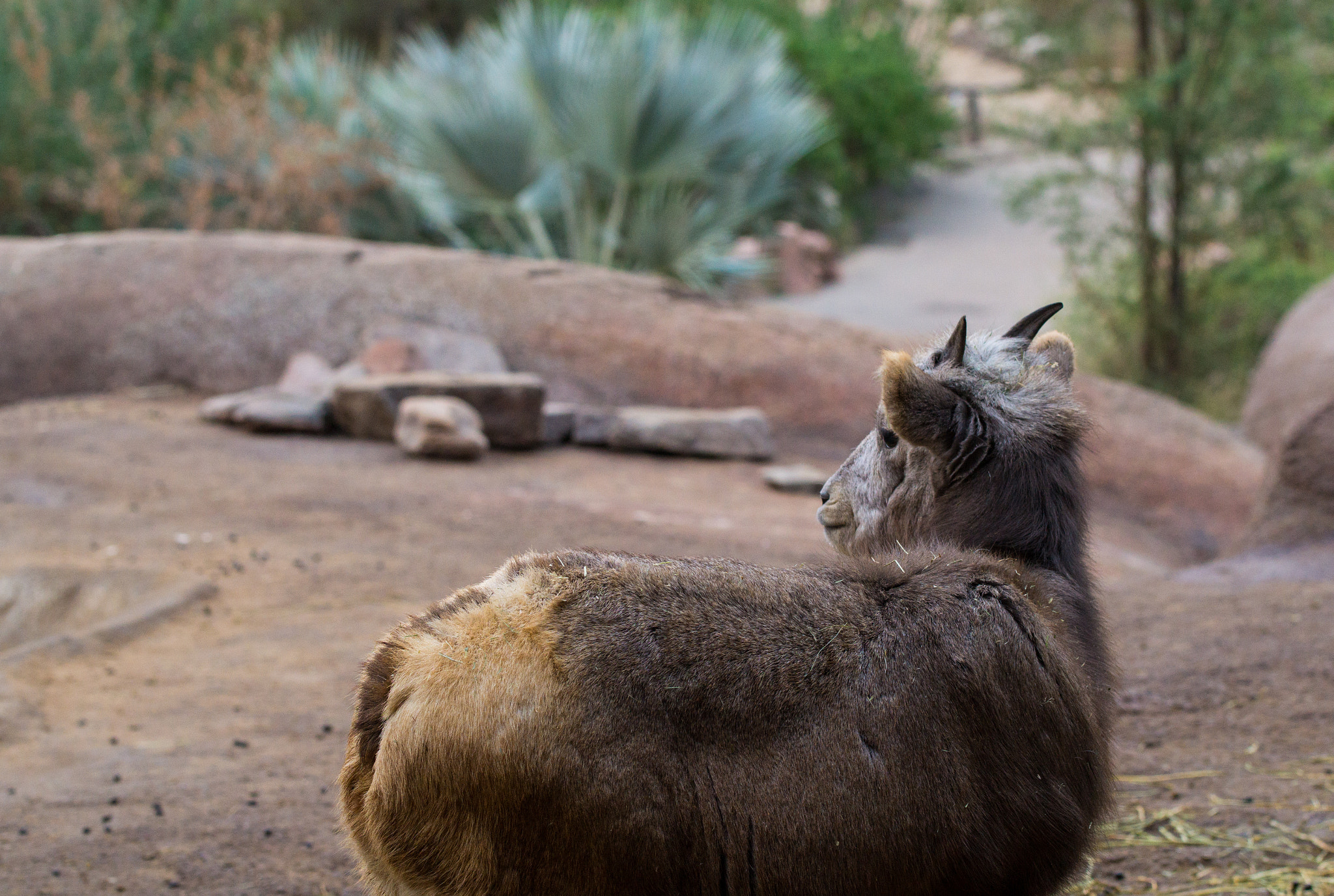 90mm F2.8 Macro SSM sample photo. Bighornsheep young one photography