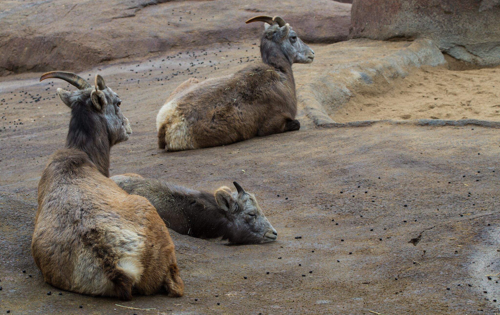 Sony SLT-A58 + 90mm F2.8 Macro SSM sample photo. Bighornsheep in the zoo photography