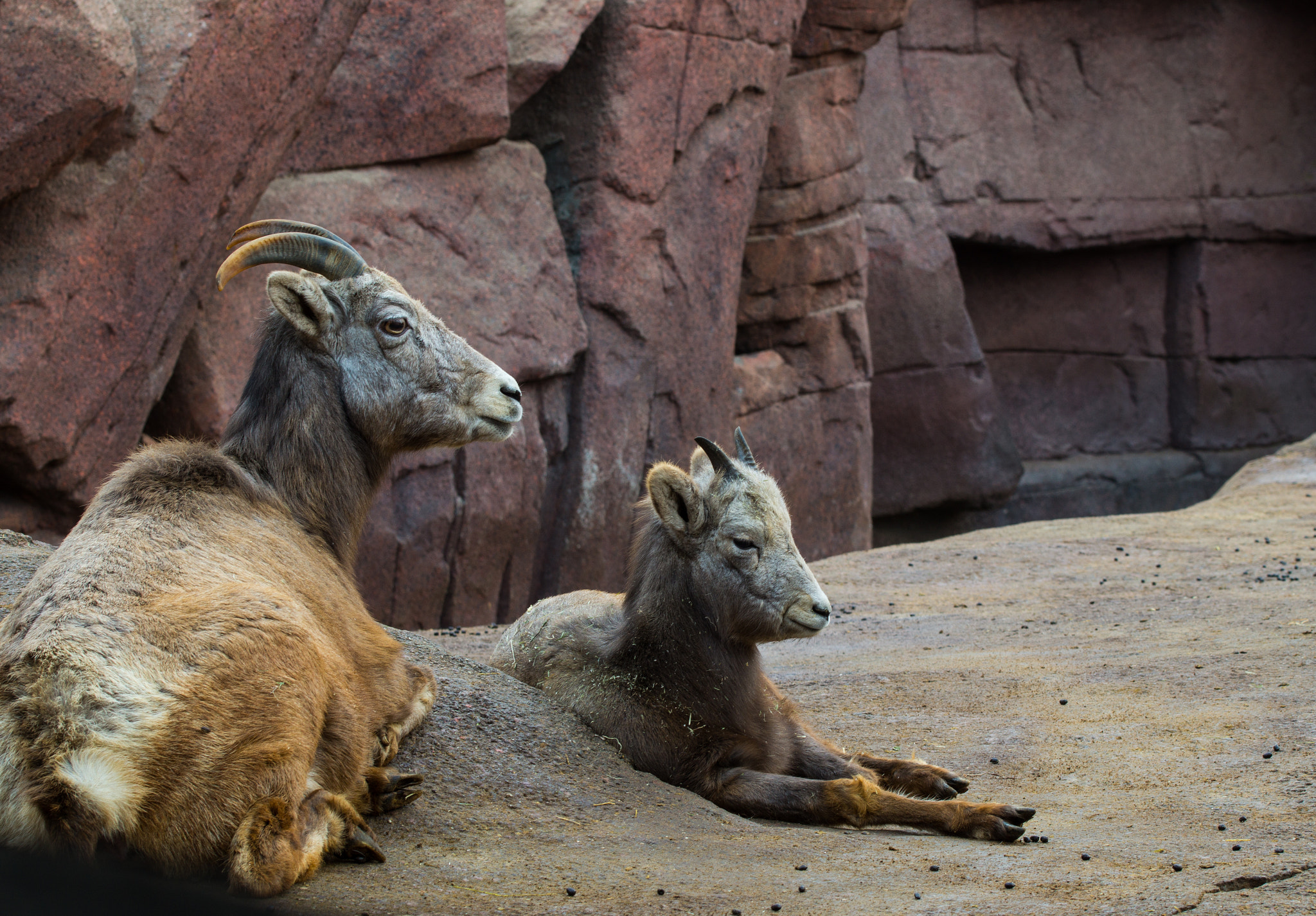 Sony SLT-A58 + 90mm F2.8 Macro SSM sample photo. Bighornsheeps photography