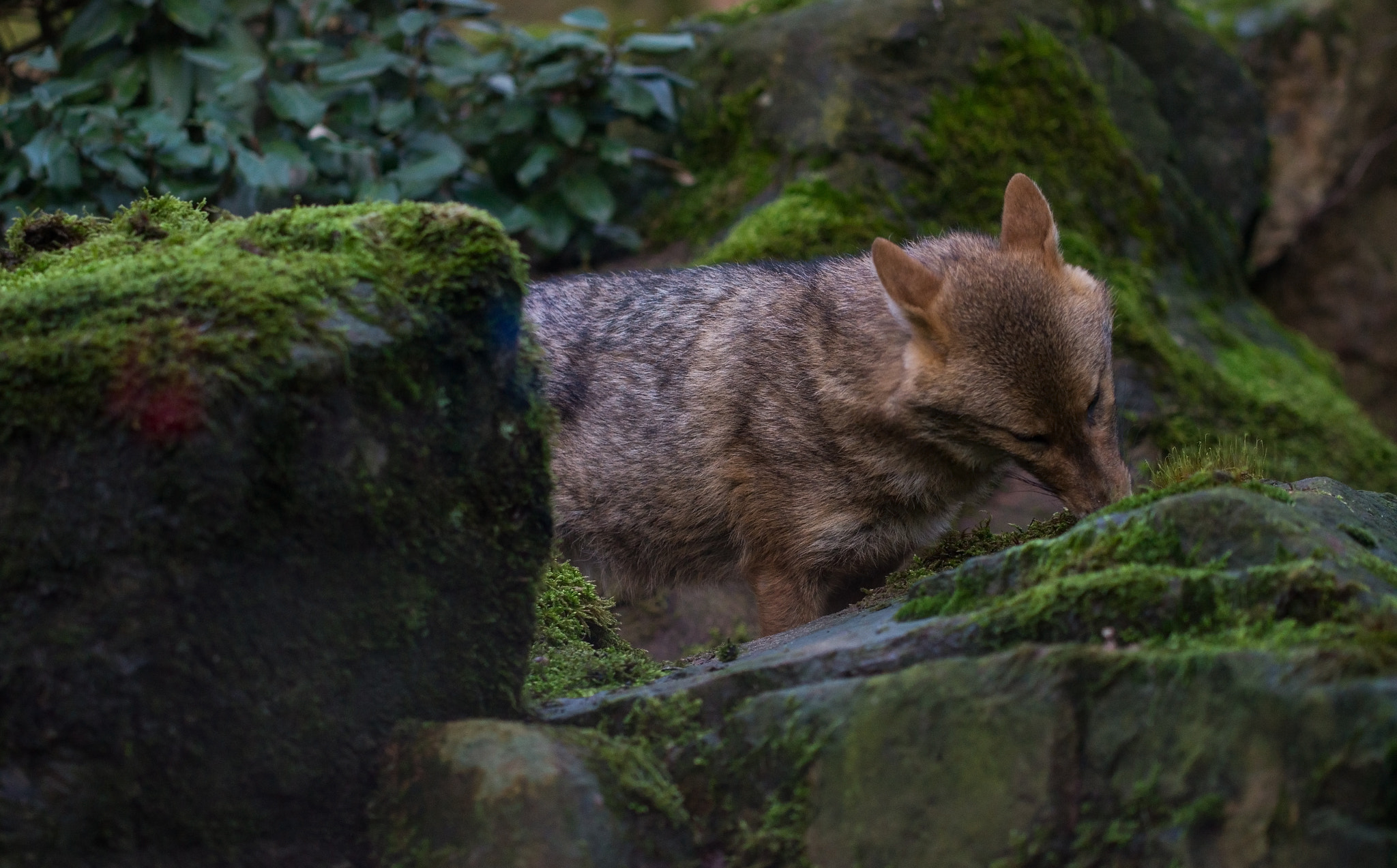 Sony SLT-A58 + 90mm F2.8 Macro SSM sample photo. Little wolf in the zoo photography