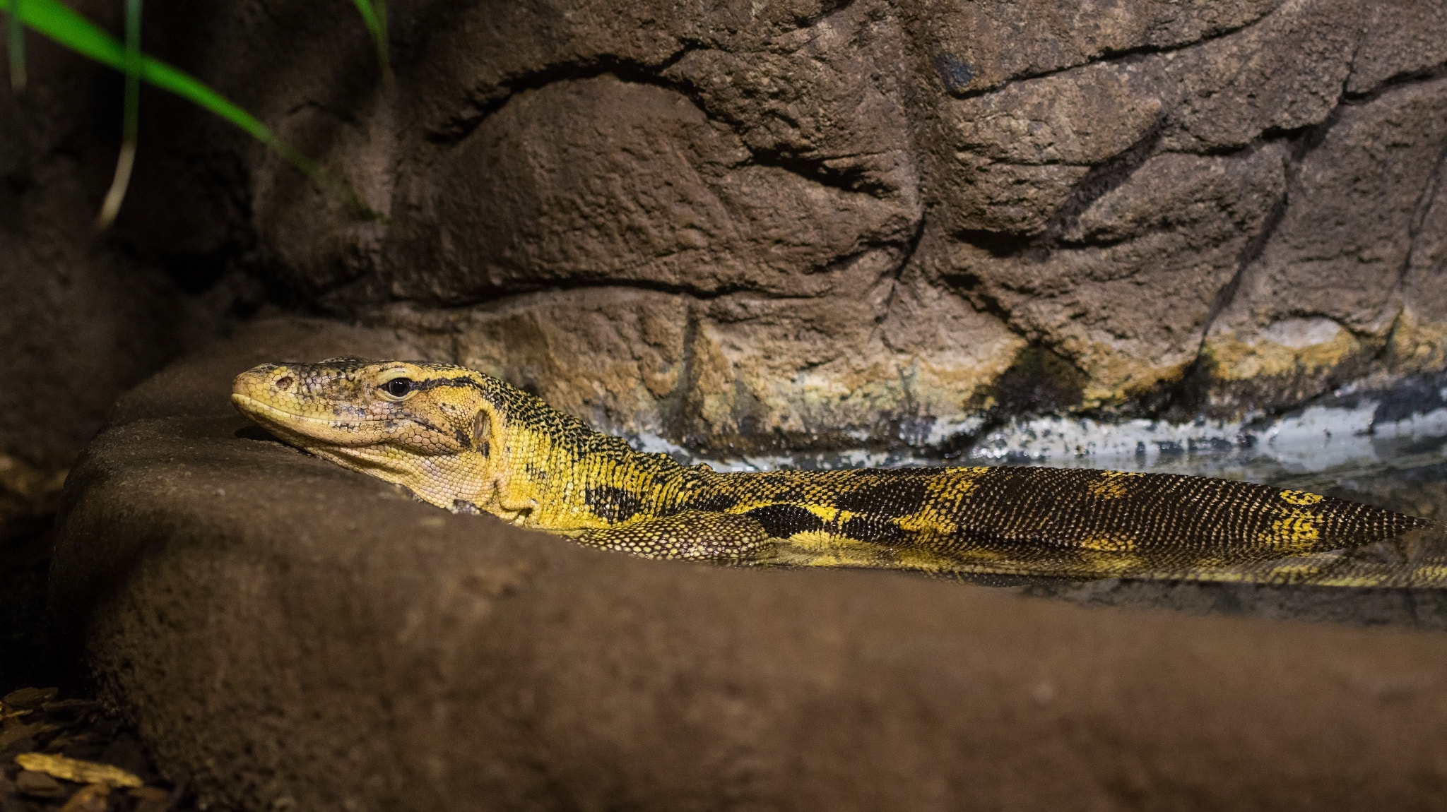 Sony SLT-A58 + 90mm F2.8 Macro SSM sample photo. Varanus salvator in the zoo photography