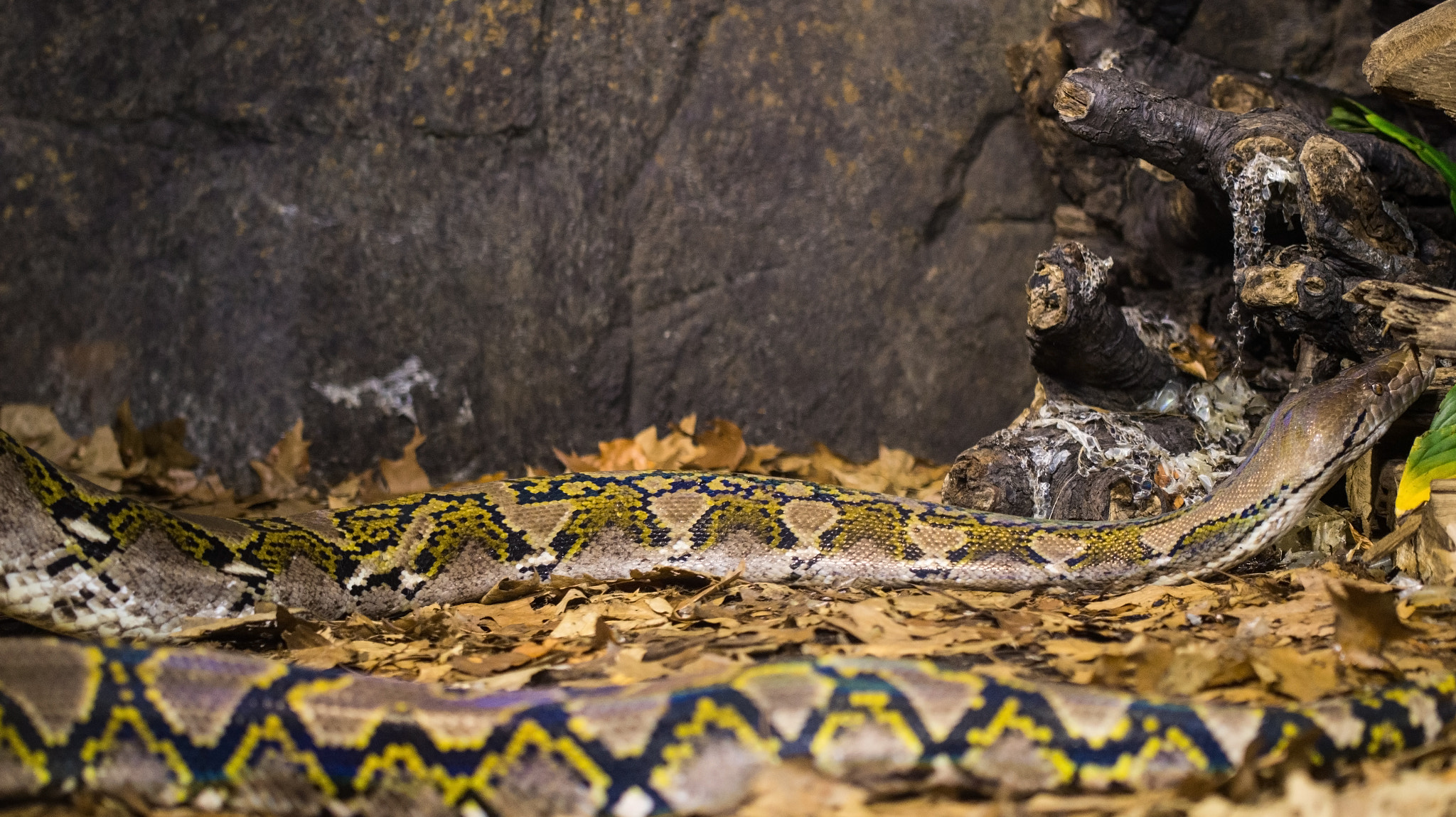 90mm F2.8 Macro SSM sample photo. Python on the move photography