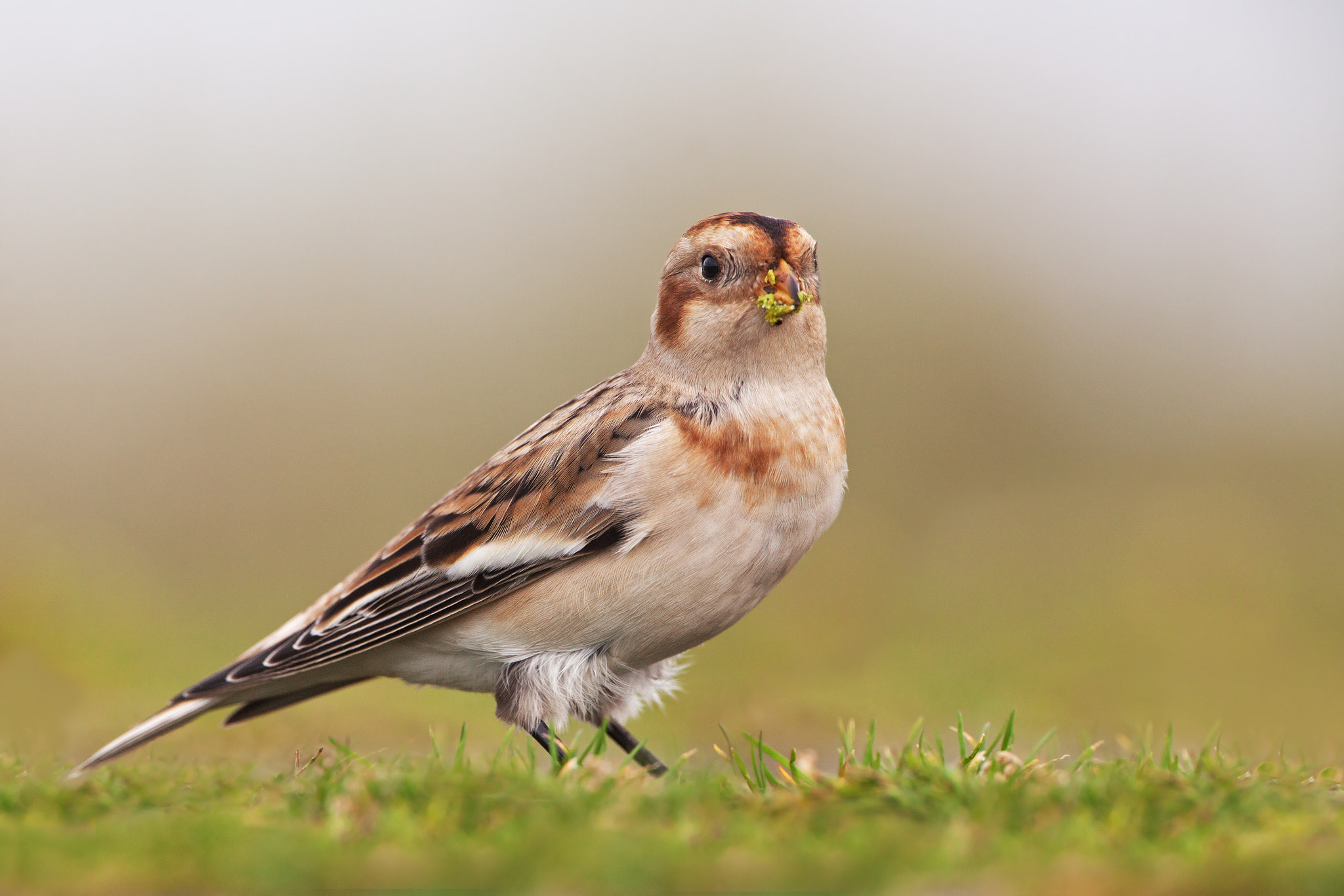 Canon EF 500mm F4L IS USM sample photo. Snow bunting photography