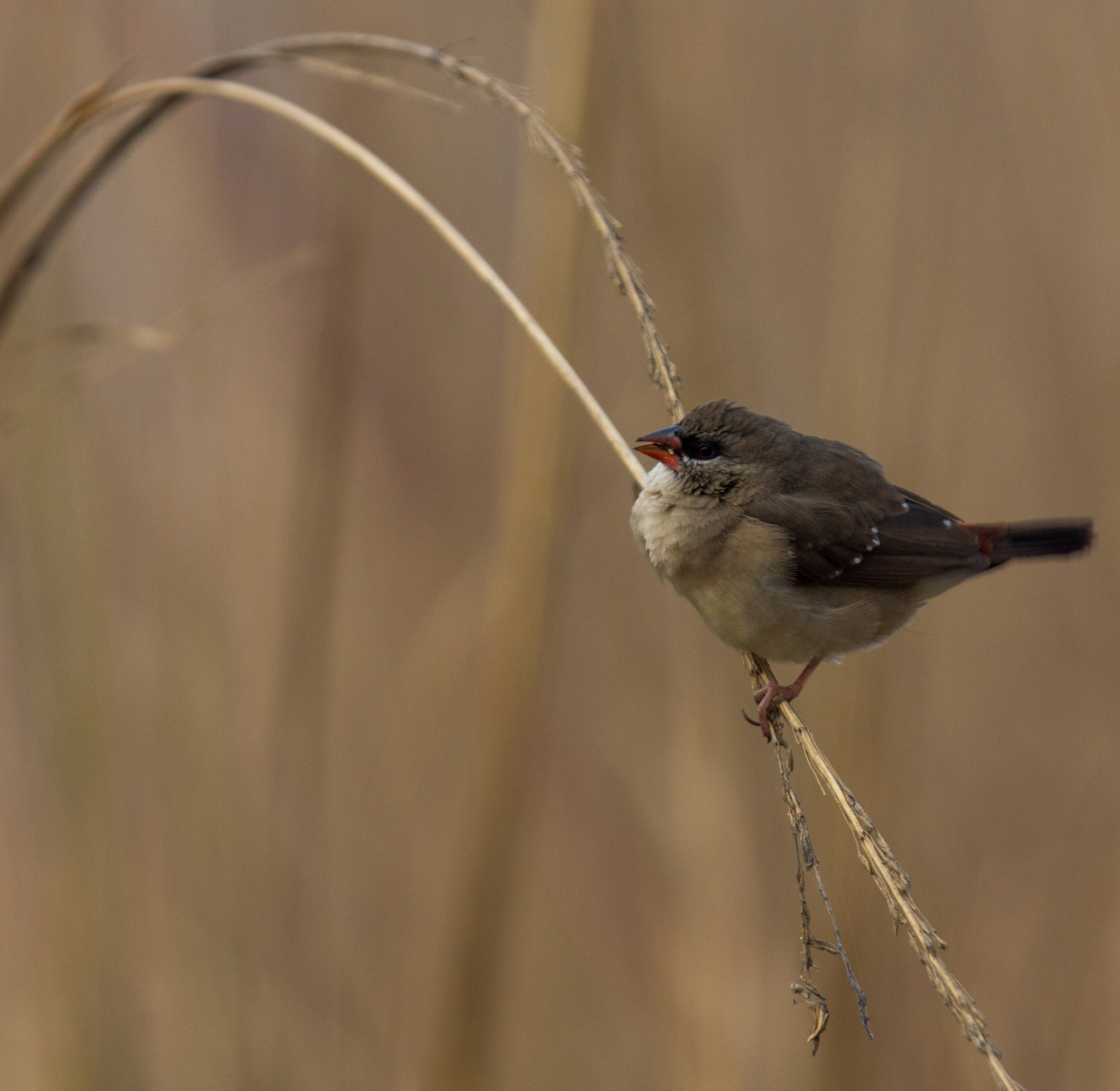 Canon EF 70-200mm F2.8L IS II USM sample photo. Bird photography