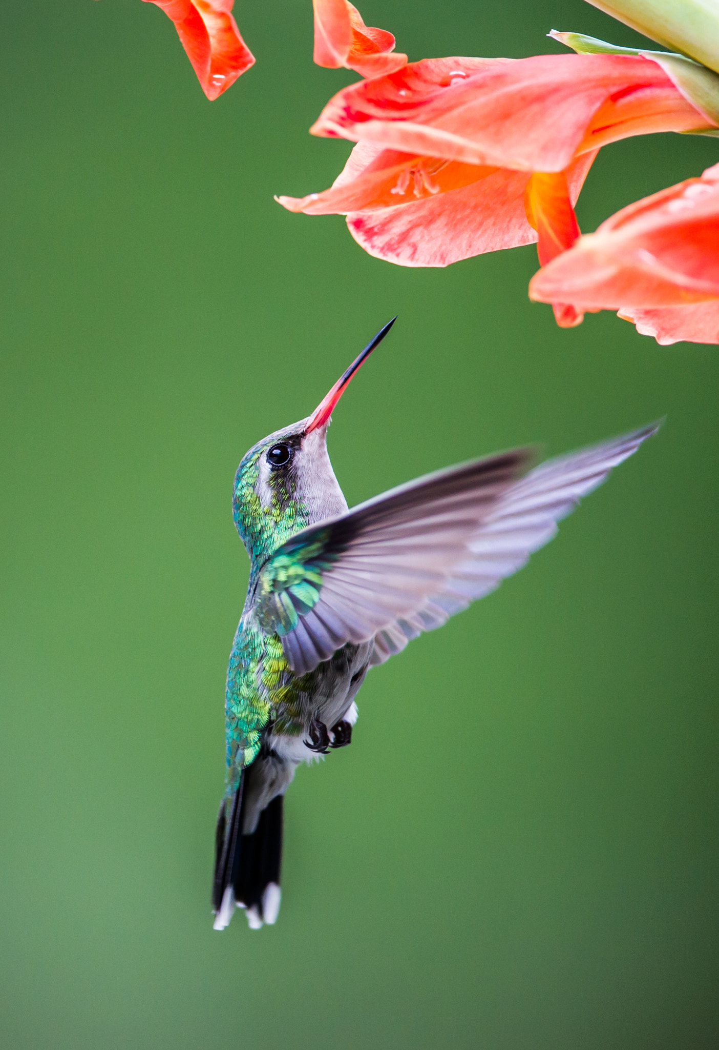 Canon EF 400mm F2.8L IS USM sample photo. Under flowers photography