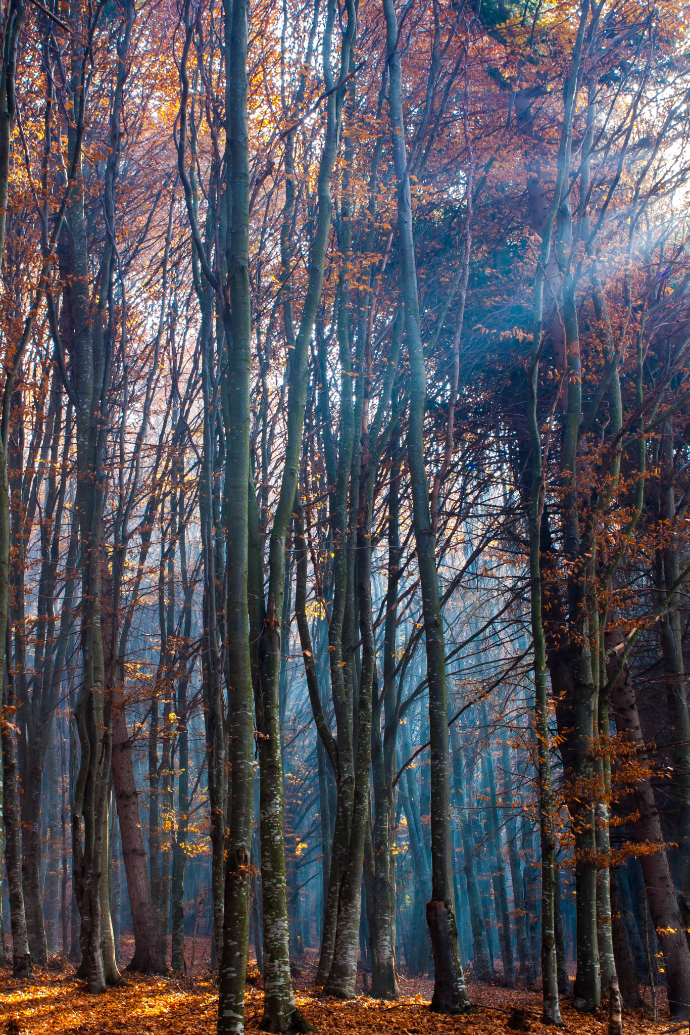 Canon EF 28-80mm f/3.5-5.6 USM sample photo. Fall photography