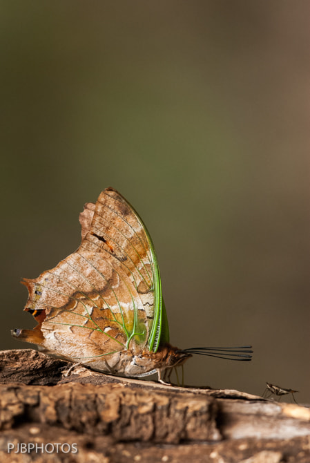 Nikon D200 + Nikon AF-S Nikkor 300mm F4D ED-IF sample photo. Green-veined charaxas photography