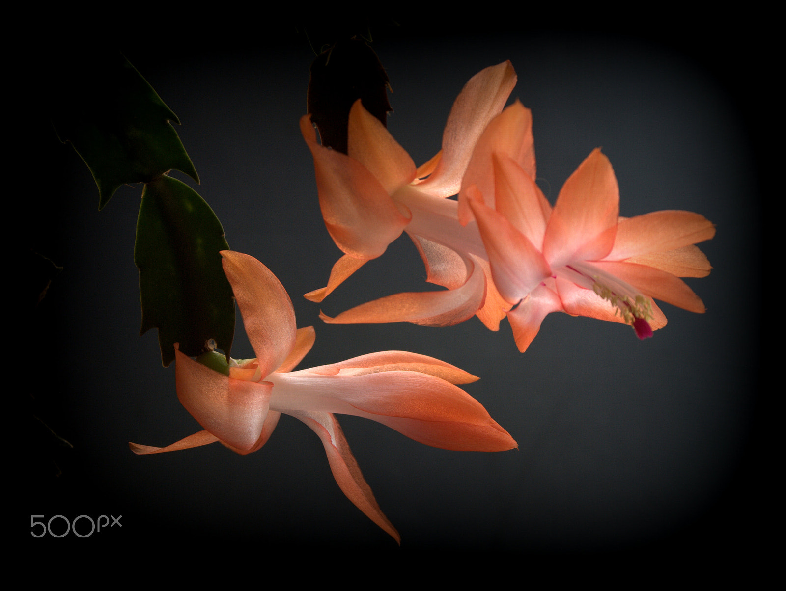 Sigma 28-90mm F3.5-5.6 Macro sample photo. Schlumbergera cactus flower photography
