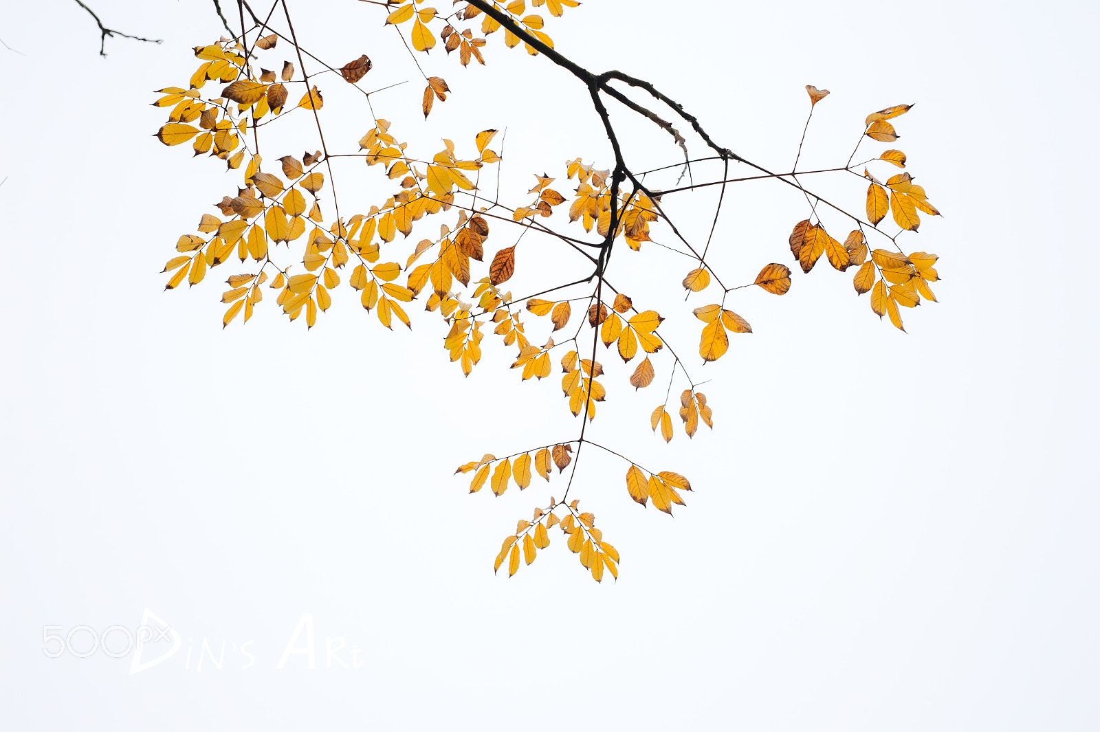 Nikon Df + Sigma 50mm F1.4 DG HSM Art sample photo. 渐冬 photography