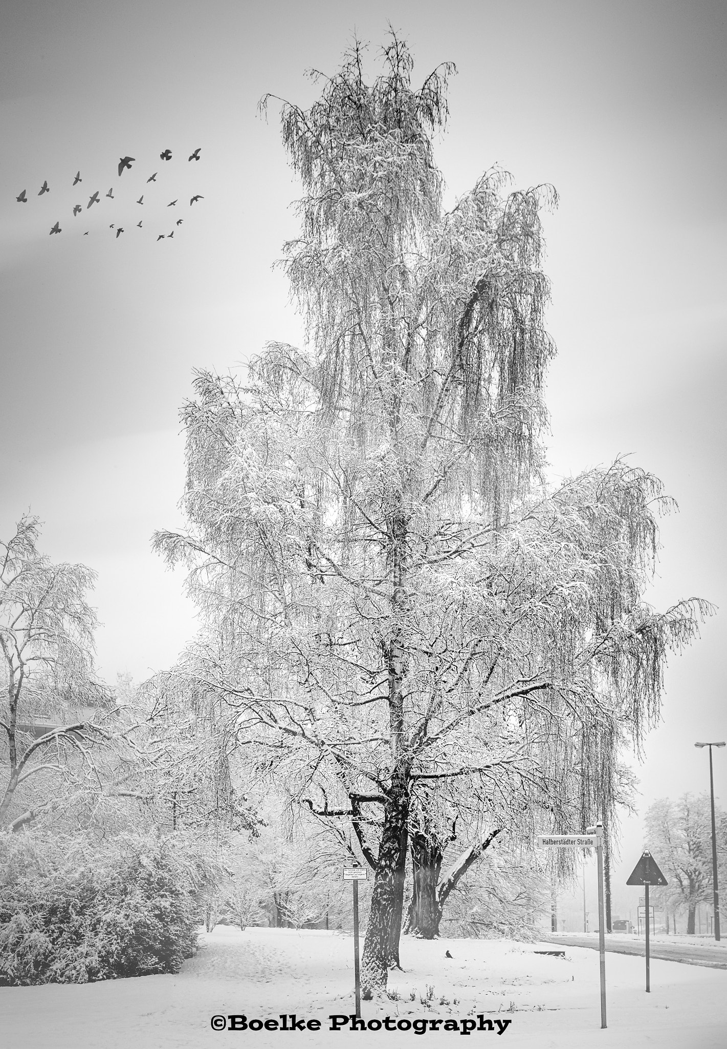 Sigma 24-105mm f/4 DG OS HSM | A sample photo. Fresh snow photography