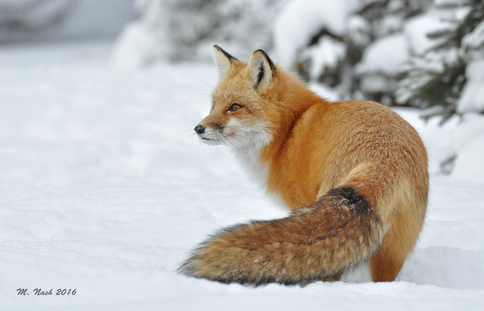Nikon D90 + Nikon AF-S Nikkor 200-500mm F5.6E ED VR sample photo. Red fox in a winter wonderland photography