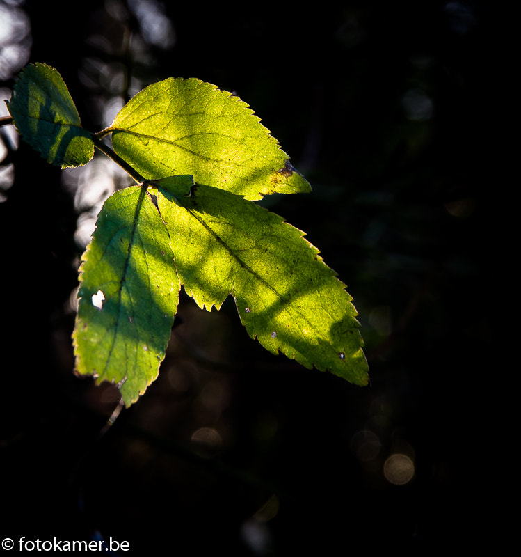 Canon EOS 1000D (EOS Digital Rebel XS / EOS Kiss F) sample photo. Kl winterblad photography