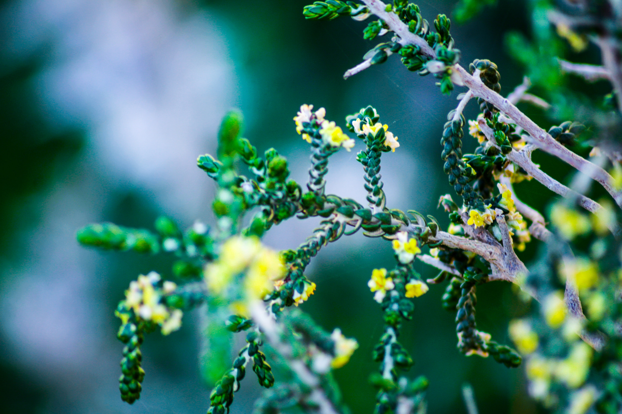 Canon EOS M sample photo. Flowers photography