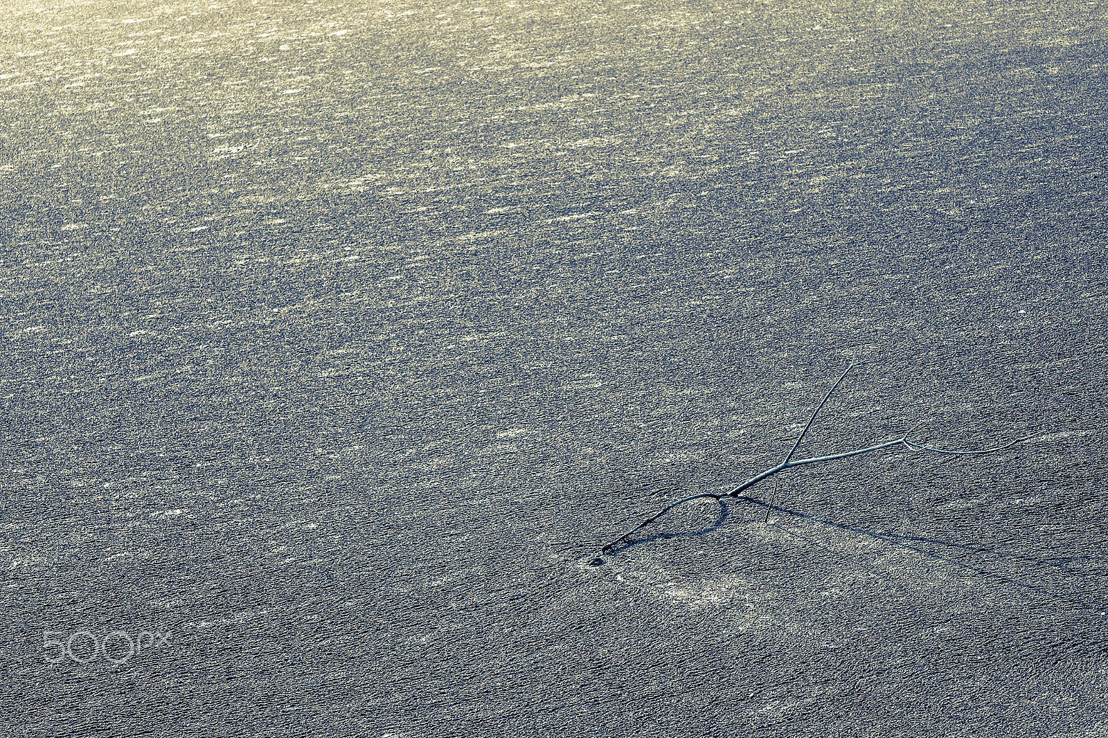 Fujifilm X-E2 + Fujifilm XF 50-140mm F2.8 R LM OIS WR sample photo. Branch photography