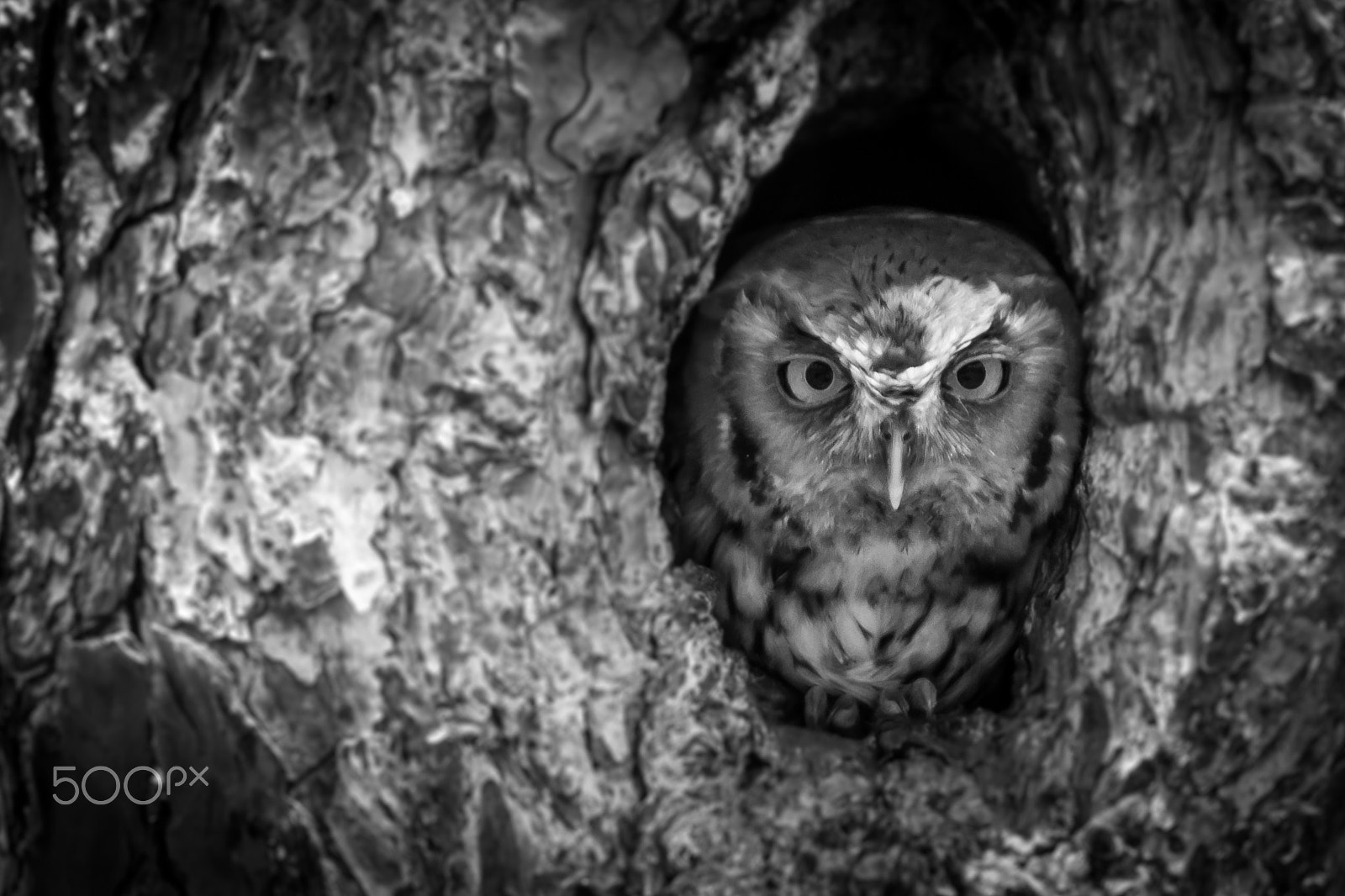 Canon EOS 7D + Canon EF 300mm f/2.8L + 2x sample photo. Red eastern screech owl photography