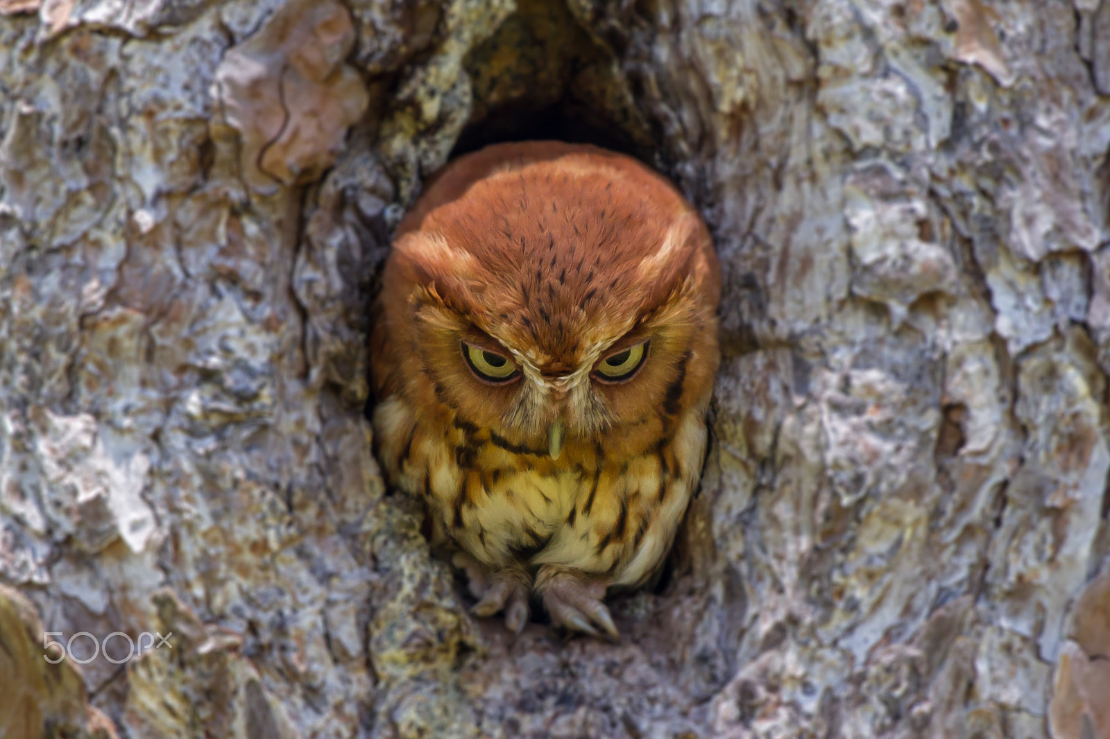 Canon EOS 7D + Canon EF 300mm f/2.8L + 2x sample photo. Red eastern screech owl photography