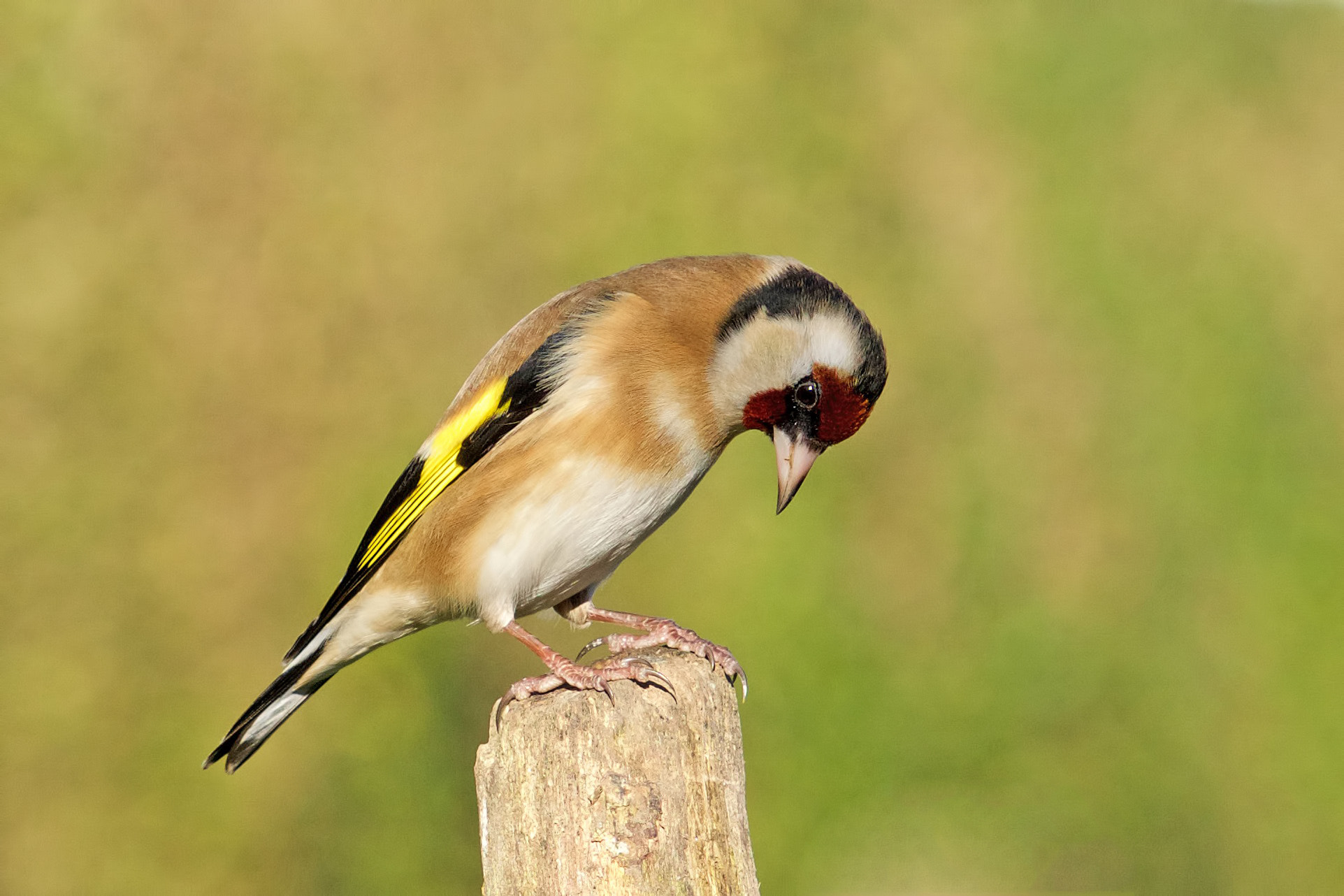 Sony Sonnar T* 135mm F1.8 ZA sample photo. Goldfinch photography