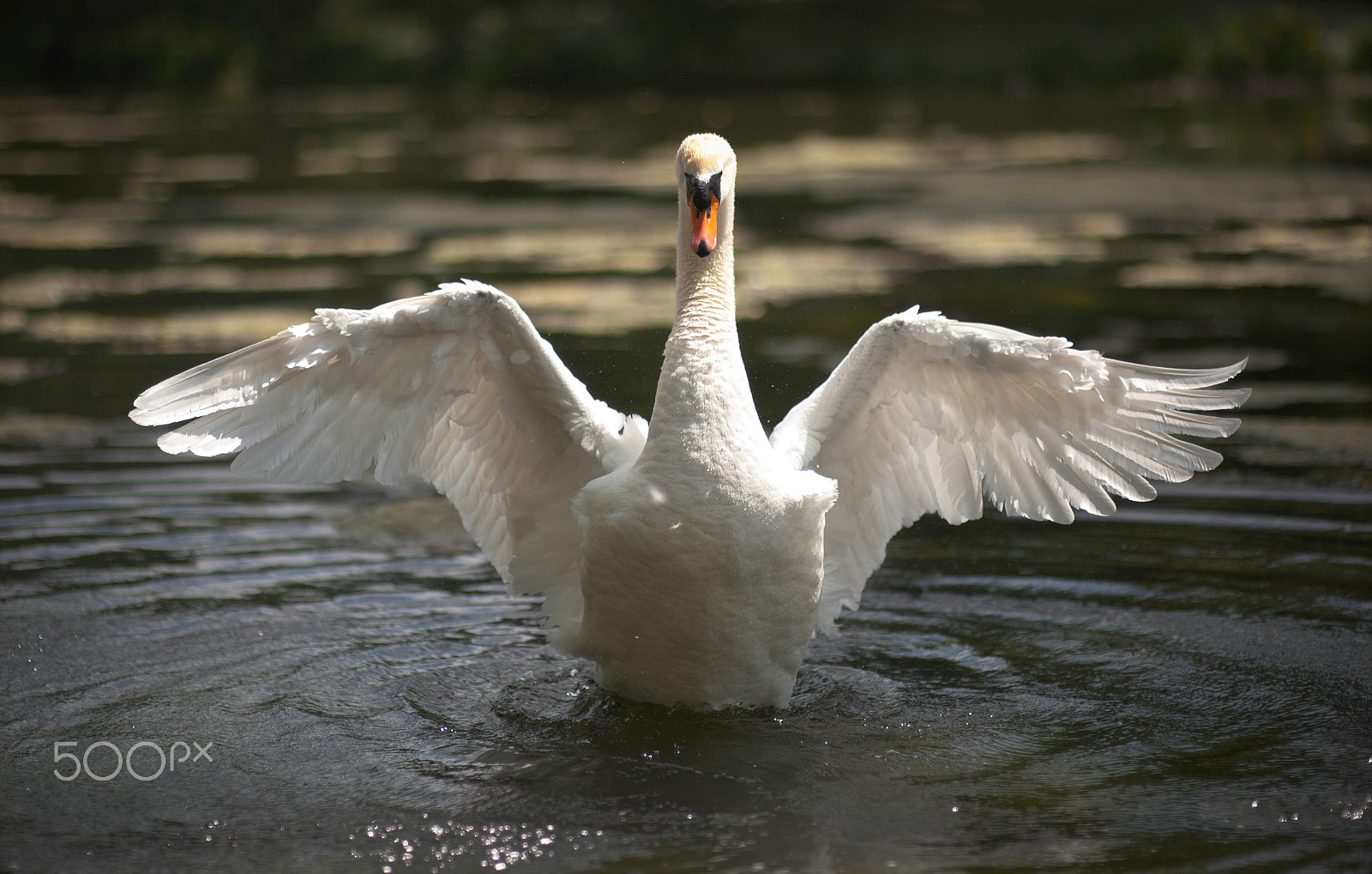 Nikon D3 + Sigma 85mm F1.4 EX DG HSM sample photo. Big flap photography