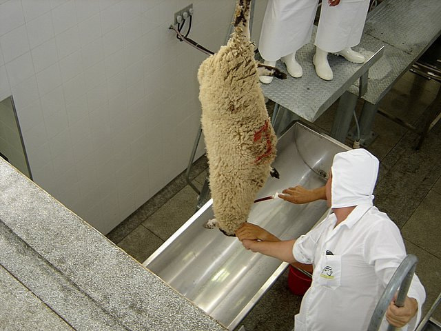 Sony DSC-P93A sample photo. Industry meat sheep photography