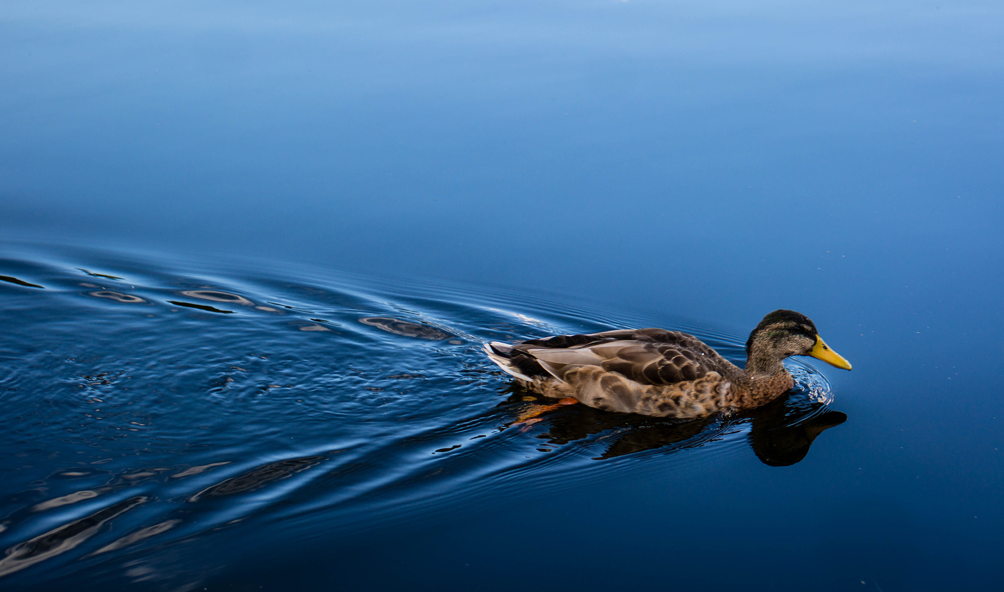 Samsung NX300 + Samsung NX 45mm F1.8 sample photo. Ducky photography