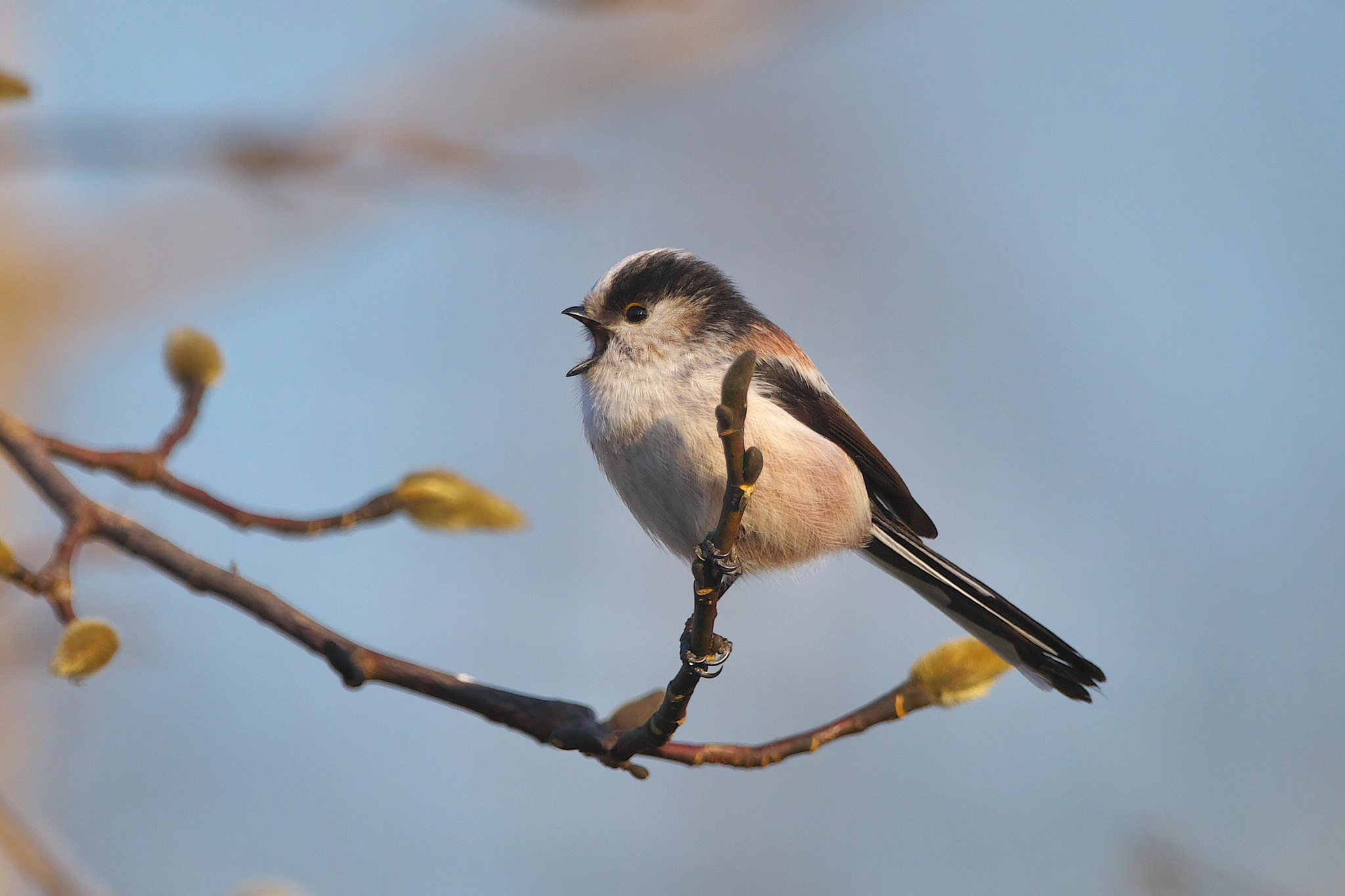 Canon EF 300mm F2.8L IS II USM sample photo. Shout it out loud photography