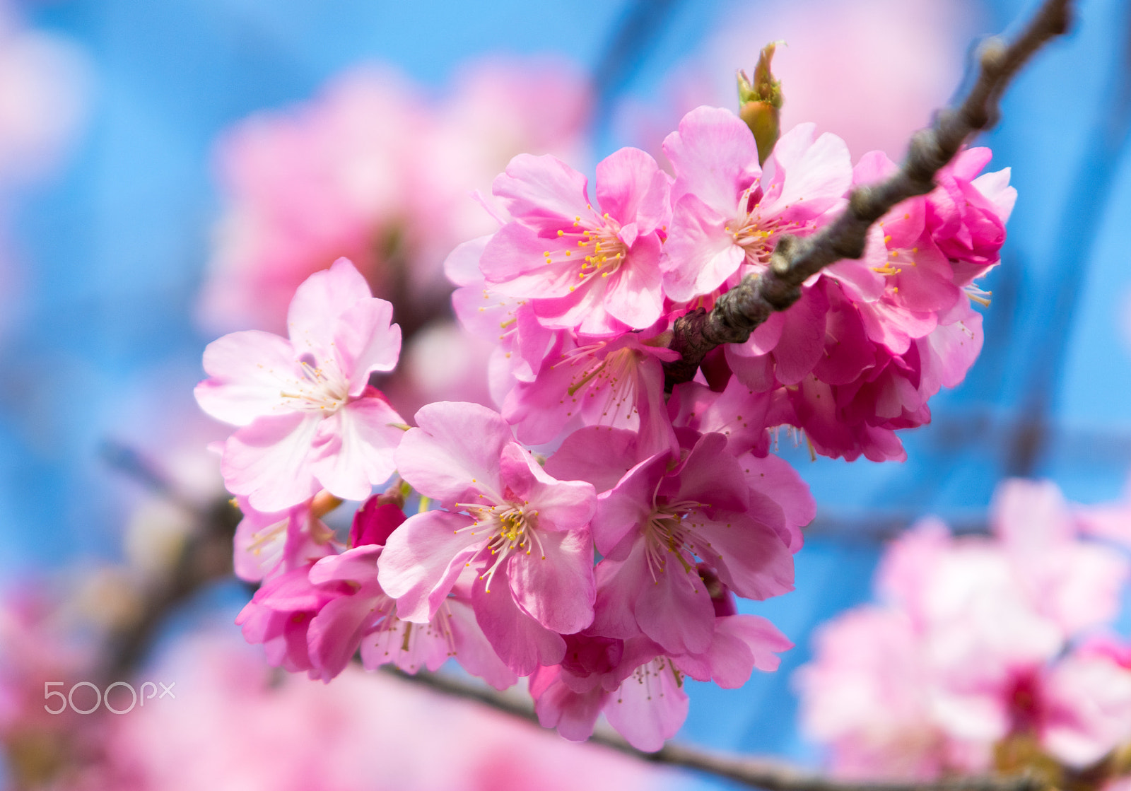 Pentax K-3 + smc PENTAX-F 100-300mm F4.5-5.6 sample photo. Kawazu sakura in kawazu, shizuoka, japan. photography