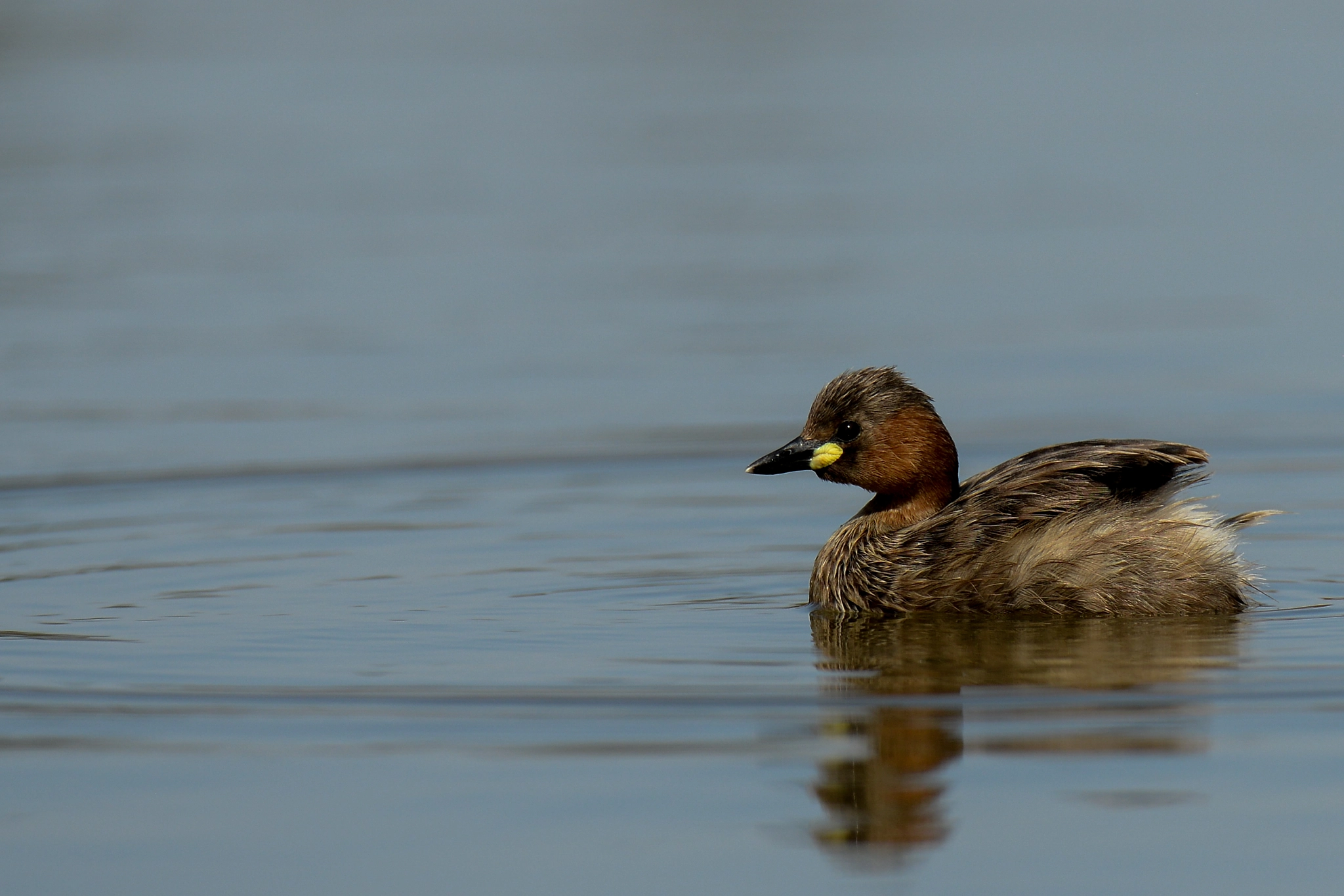 Nikon AF-S Nikkor 500mm F4D ED-IF II sample photo. Little grebe photography
