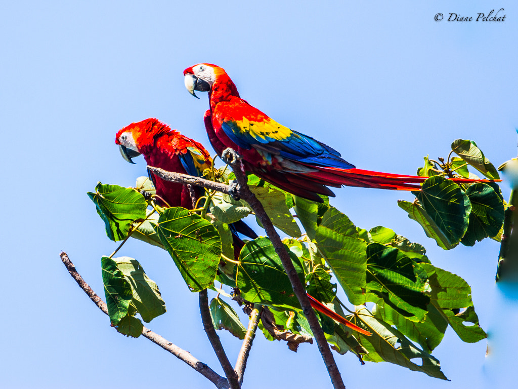 Canon EF 300mm F2.8L IS II USM sample photo. Scarlet macaw photography