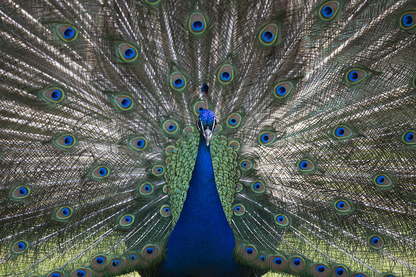 Canon EF 70-200mm F2.8L USM sample photo. Pfau, peacock. (pavo cristatus) photography