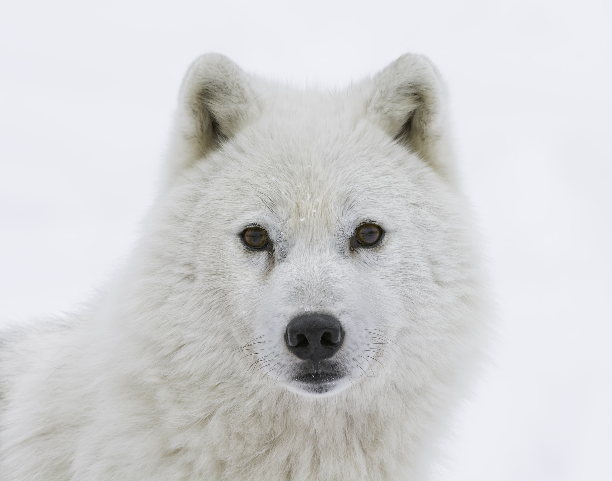 Nikon AF-S Nikkor 200-400mm F4G ED-IF VR sample photo. A wolf stares... photography