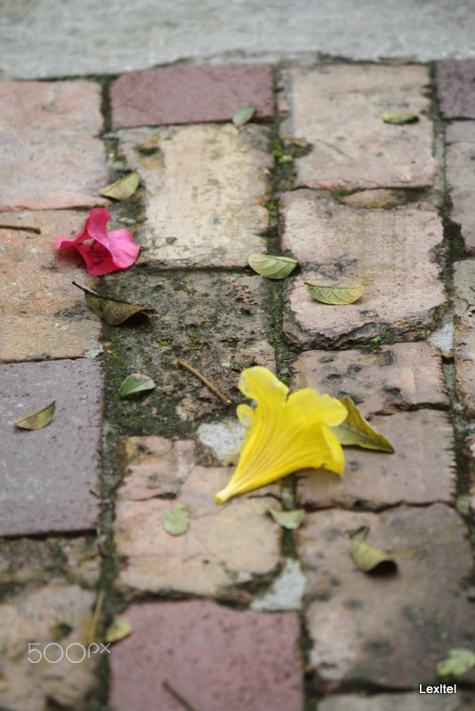 Canon EOS 1000D (EOS Digital Rebel XS / EOS Kiss F) sample photo. Path of love photography