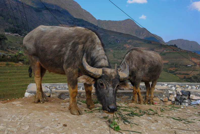 Sigma 18-250mm F3.5-6.3 DC OS HSM sample photo. Village buffalo, vietnam photography
