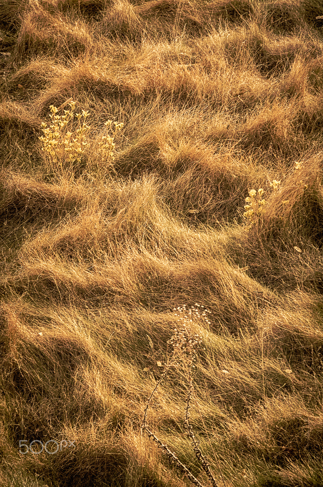 Nikon D2X sample photo. Sea of grass photography