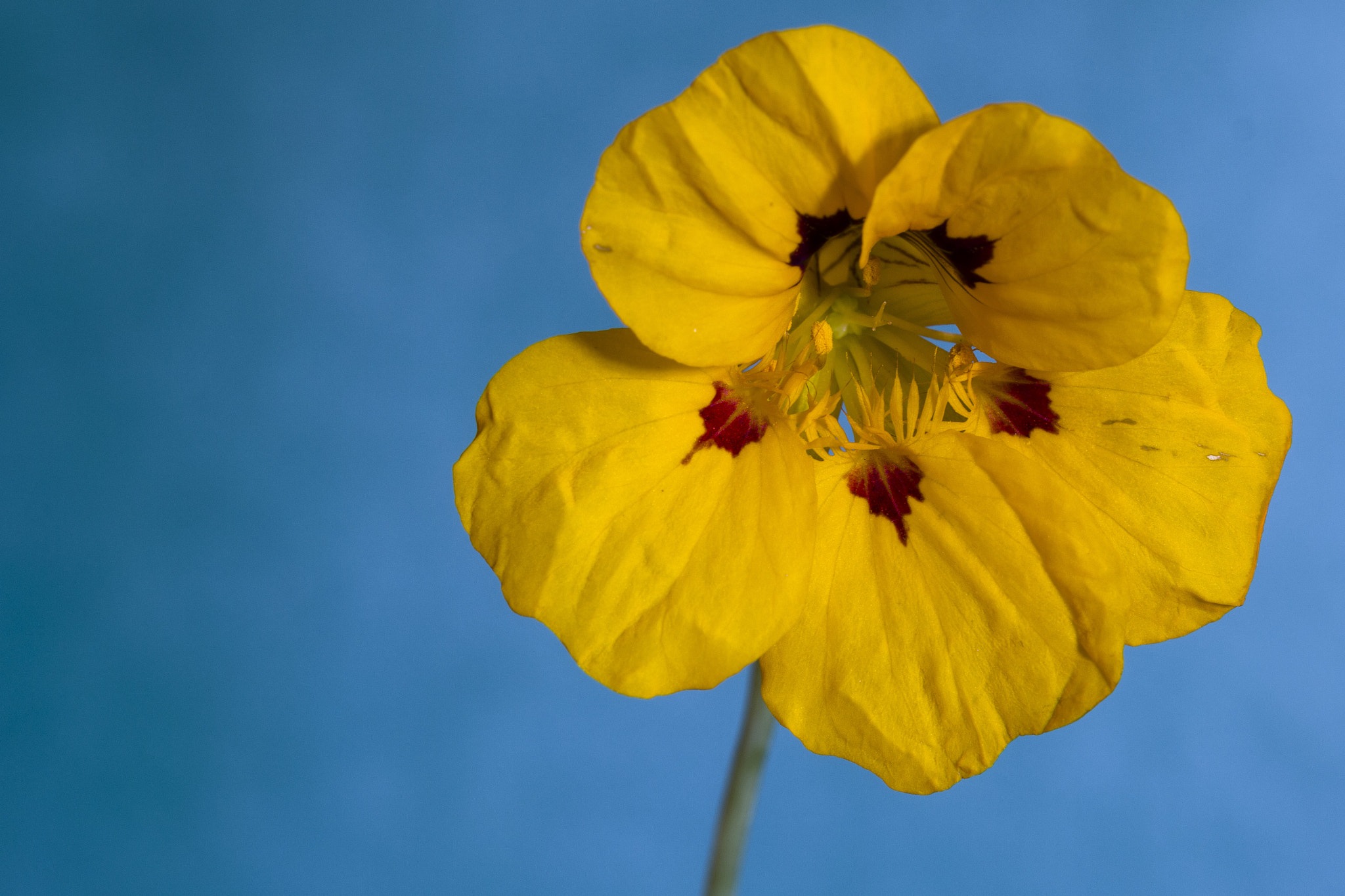 Sigma 105mm F2.8 EX DG OS HSM sample photo. Yellow flower photography