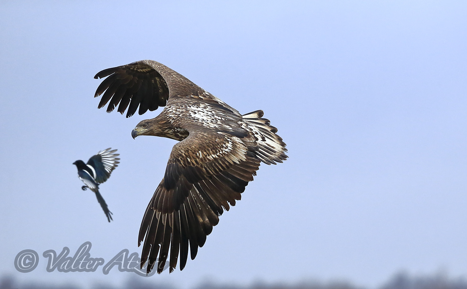 Canon EF 400mm F4.0 DO IS USM sample photo. Wight-tailed eagle in flight photography