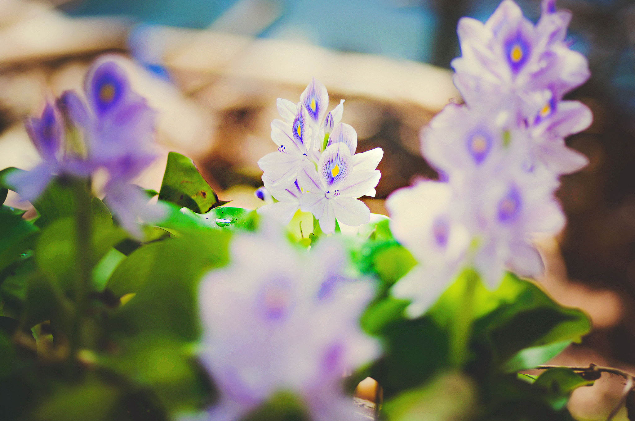 Pentax smc D-FA 100mm F2.8 Macro WR sample photo. Eichhornia crassipes photography