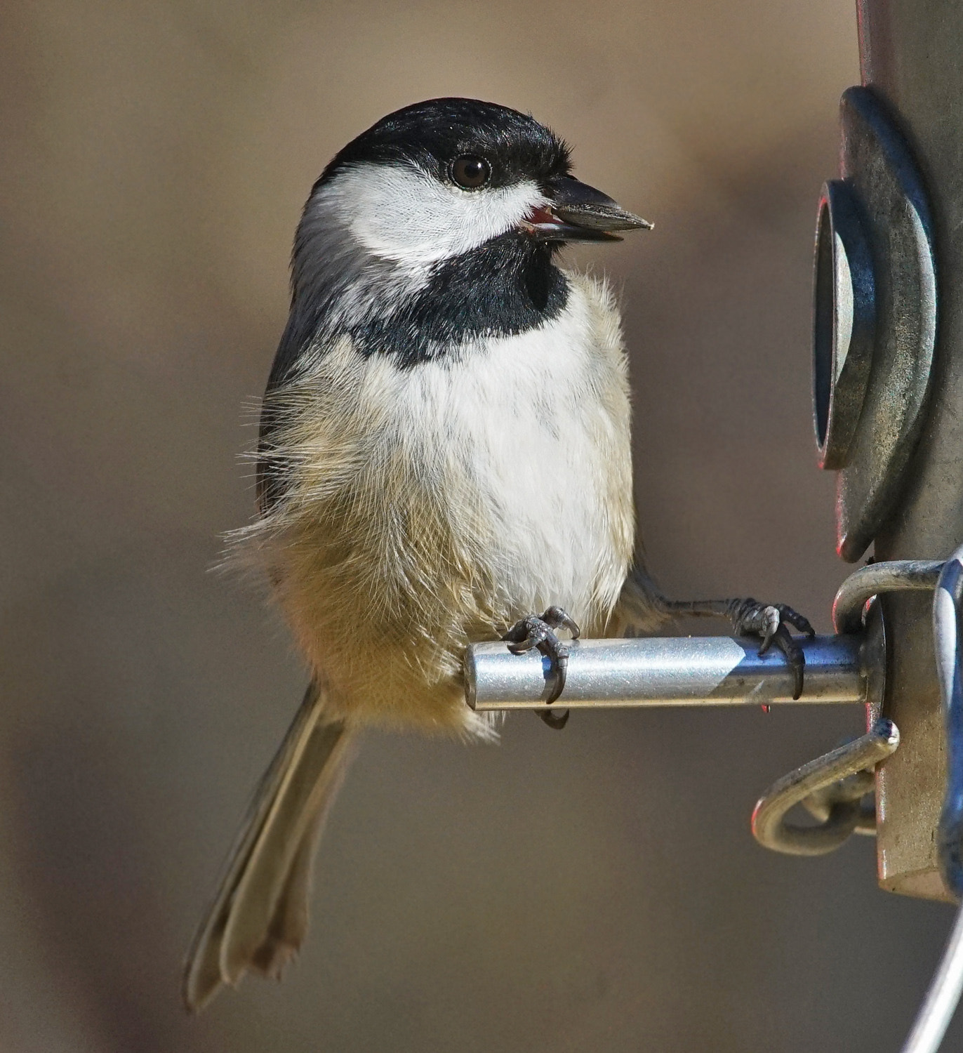 100-400mm F4.5-5.6 G SSM OSS sample photo. Chickadee photography