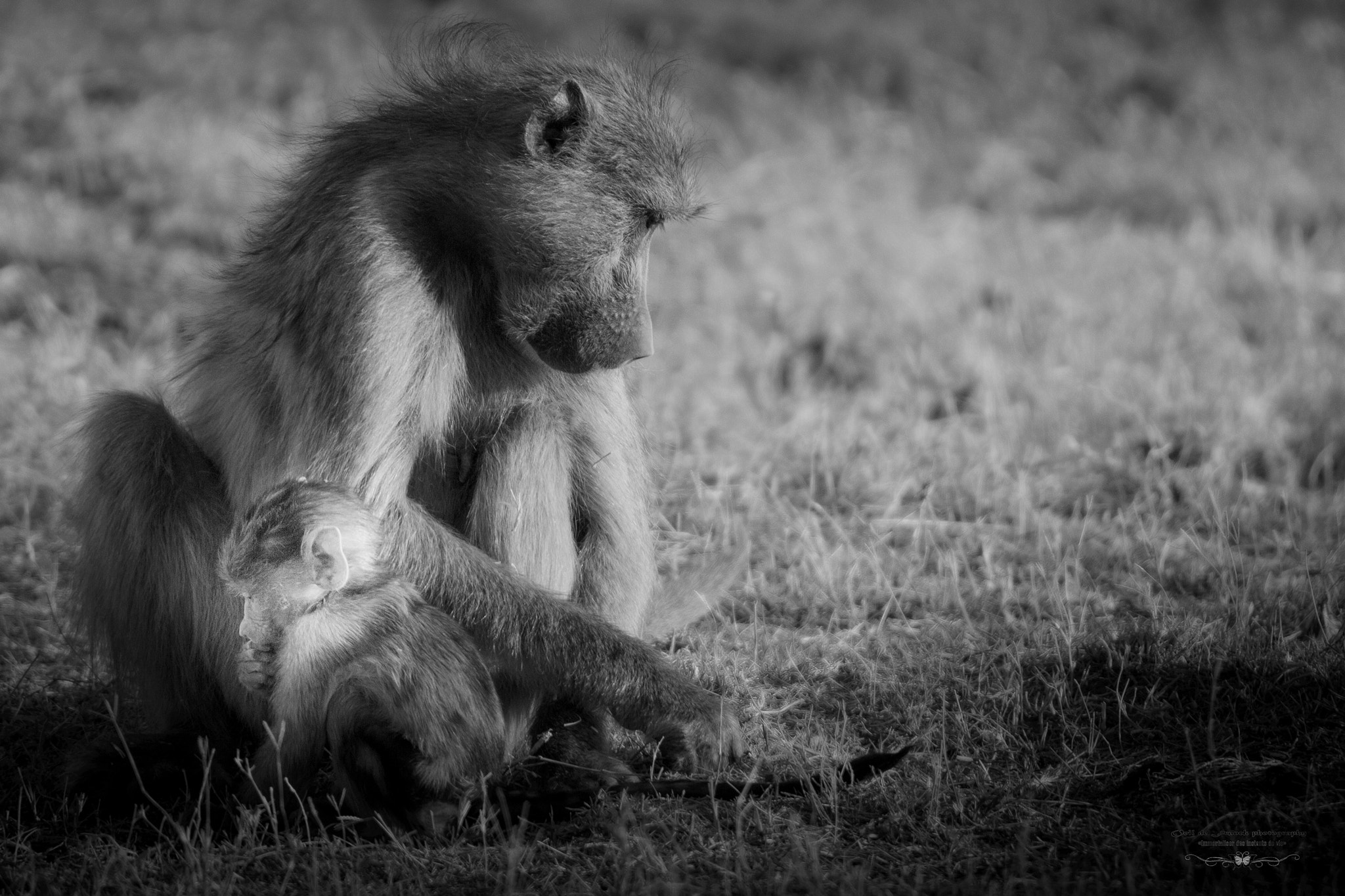 Tamron SP 150-600mm F5-6.3 Di VC USD sample photo. Chacma baboon photography