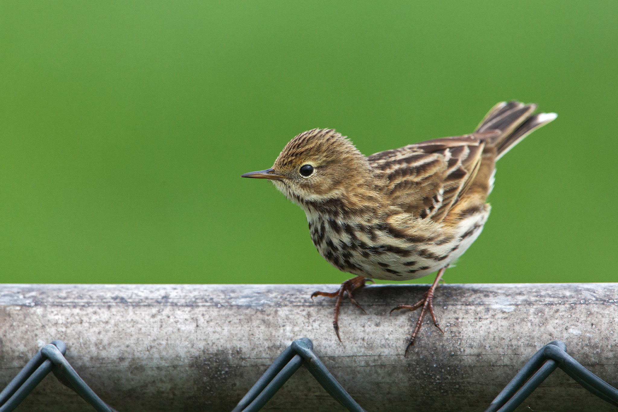 Canon EF 500mm F4L IS USM sample photo. Nosy fellow photography
