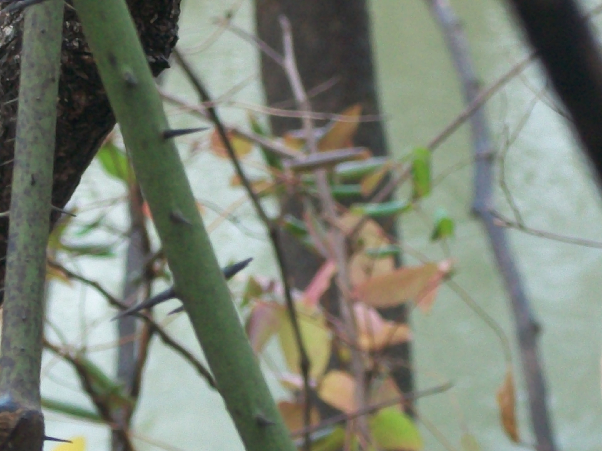 Kodak EASYSHARE C180 DIGITAL CAMERA sample photo. Thorns photography