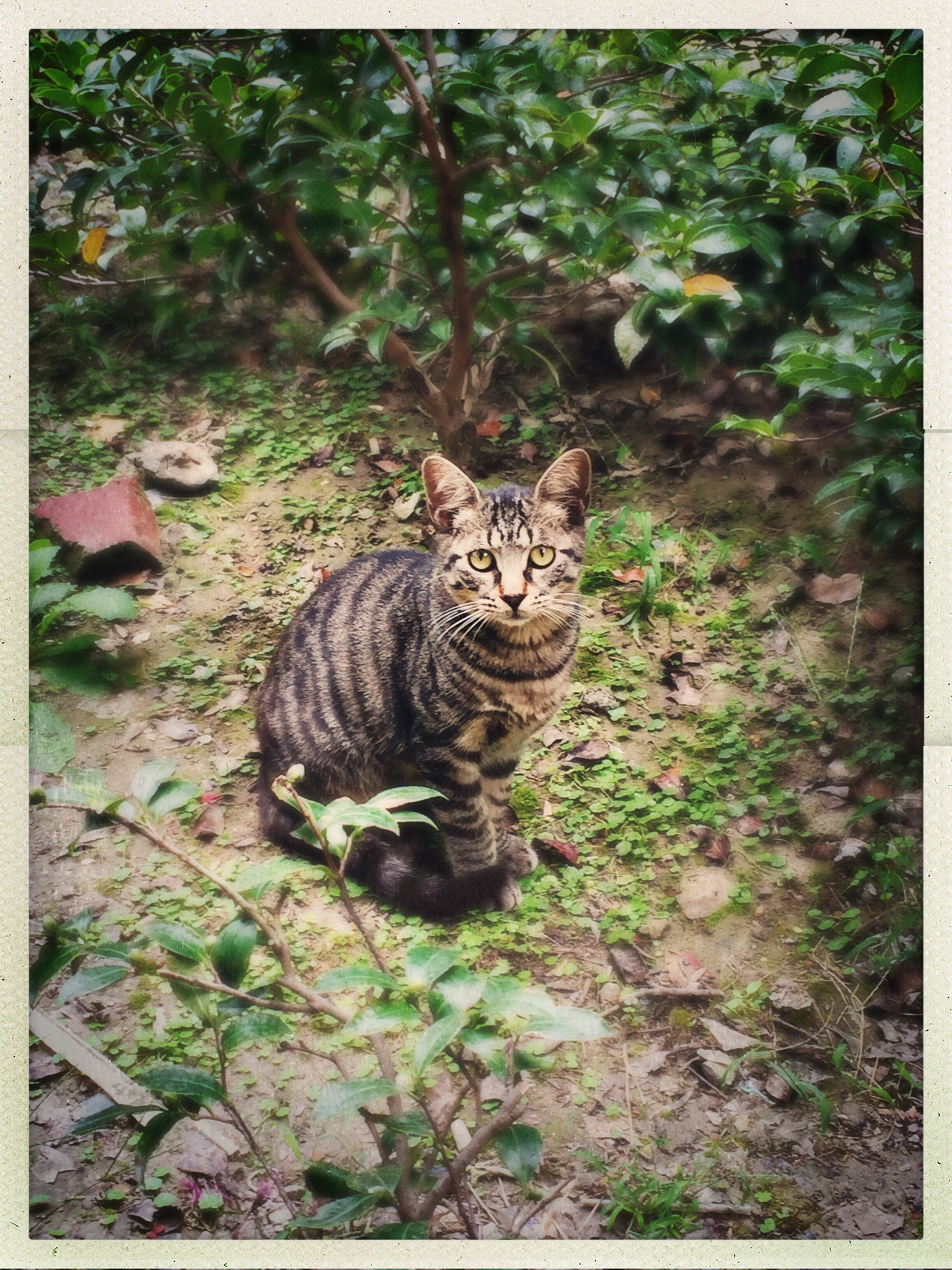 Hipstamatic 301 sample photo. Cat photography