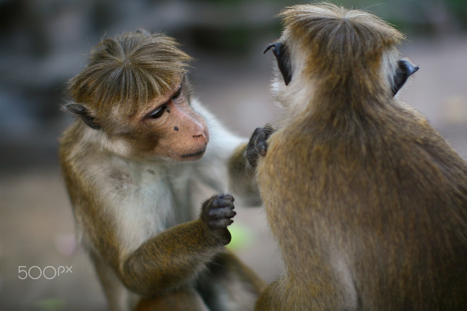 Canon EOS 30D + Canon EF 50mm F1.2L USM sample photo. Monkey photography