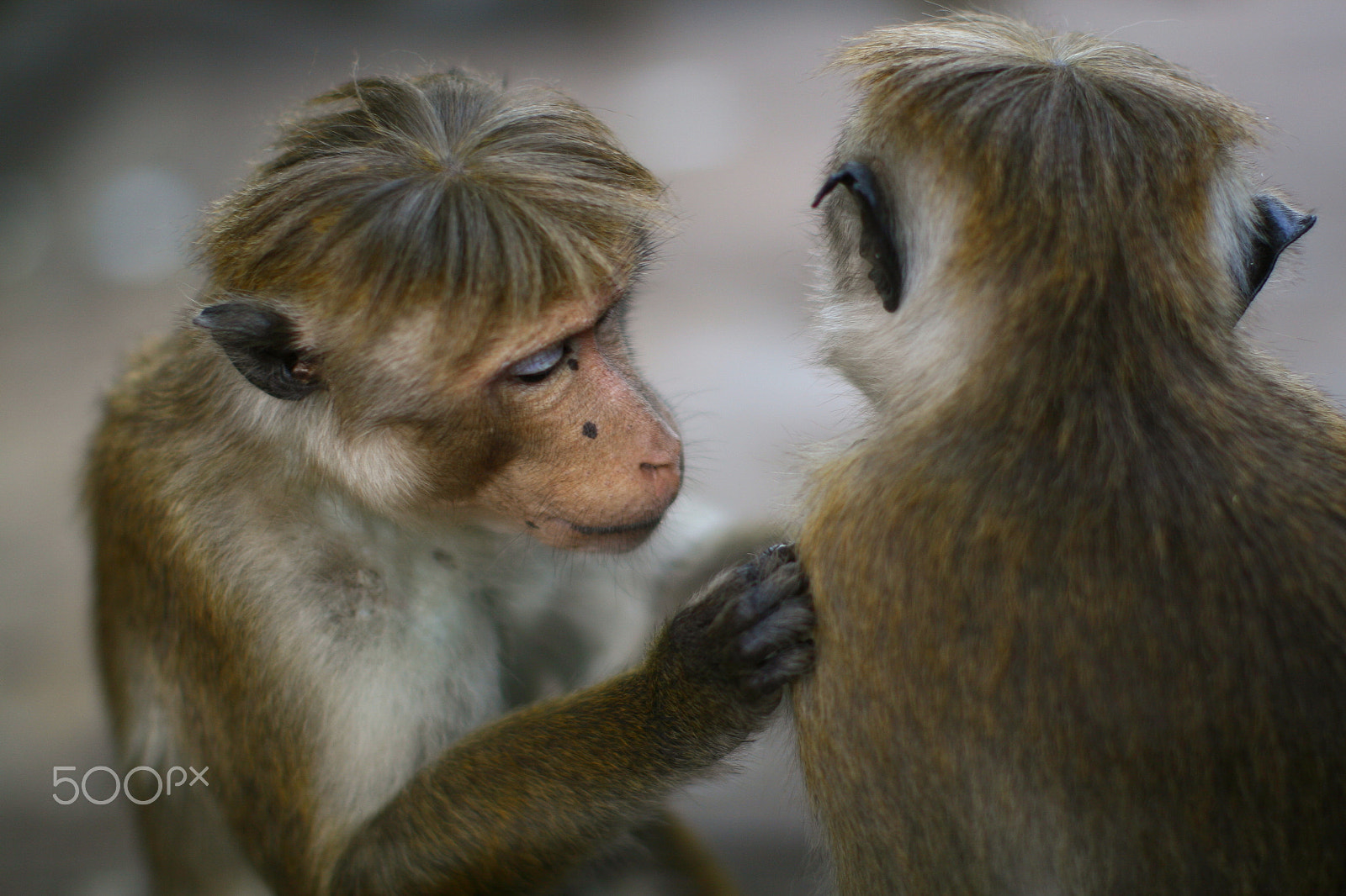 Canon EOS 30D + Canon EF 50mm F1.2L USM sample photo. Monkey photography