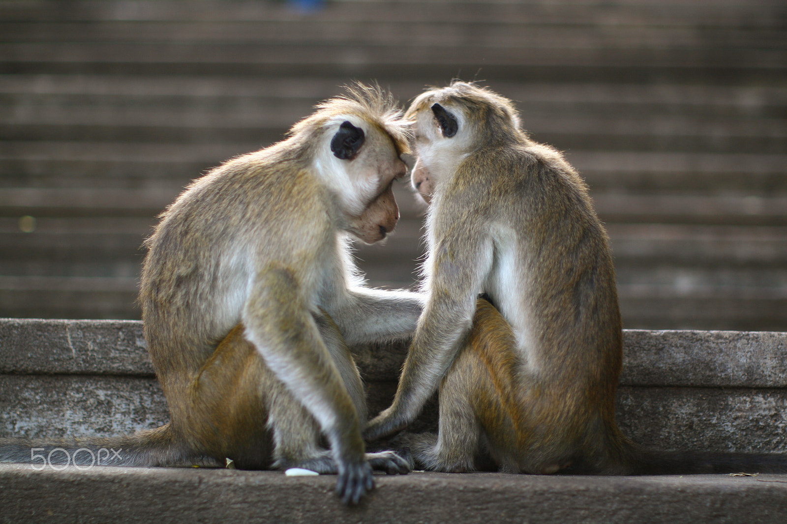 Canon EOS 30D + Canon EF 50mm F1.2L USM sample photo. Monkey photography