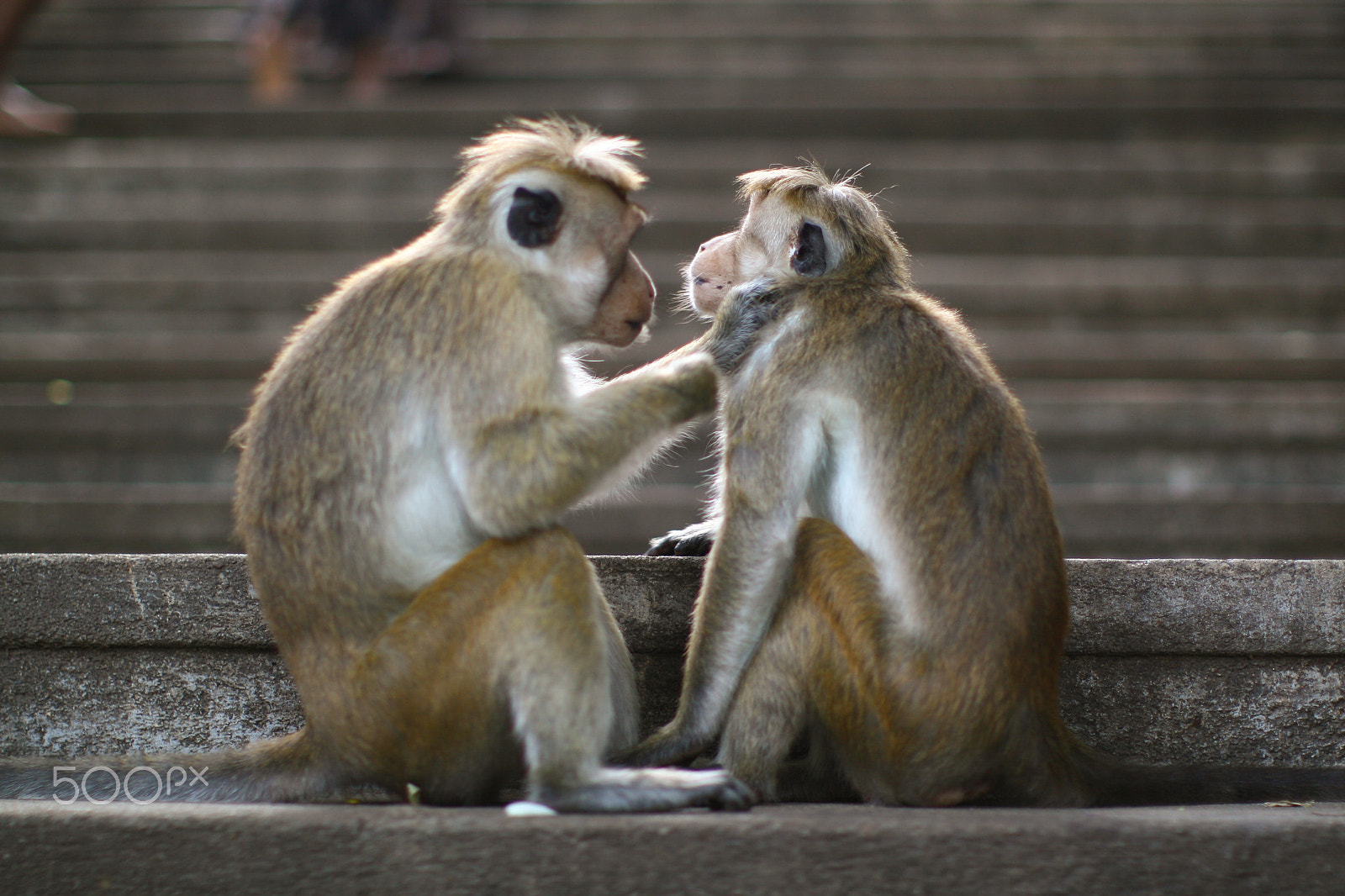 Canon EOS 30D + Canon EF 50mm F1.2L USM sample photo. Monkey photography