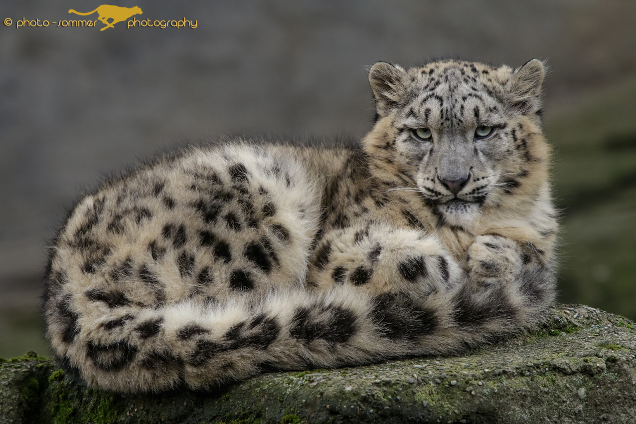 Canon EF 300mm F2.8L IS USM sample photo. Young snow leopard photography